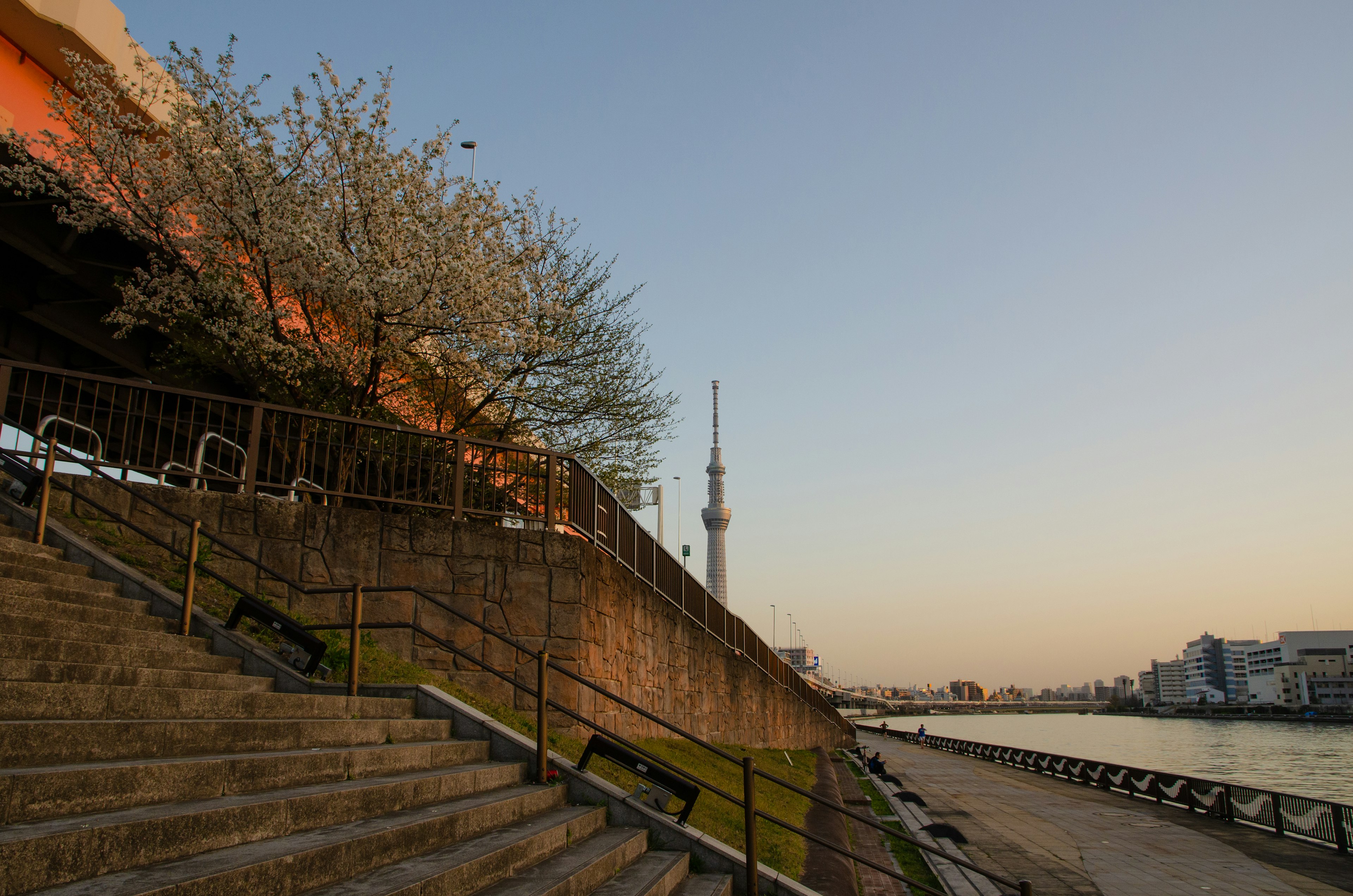 隅田川の桜と東京スカイツリーが見える夕暮れの風景