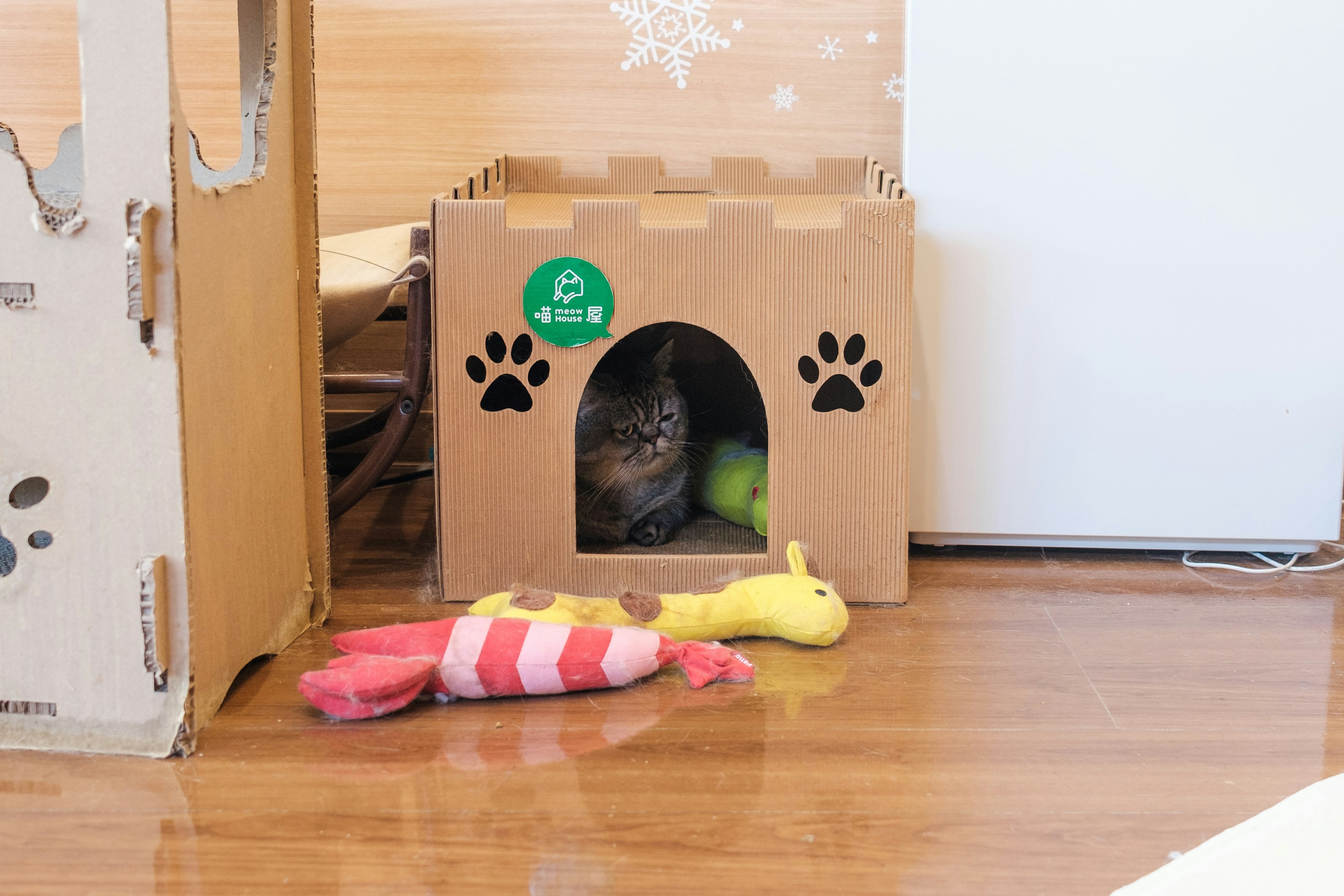 Un chat caché dans une maison en carton avec des jouets à proximité