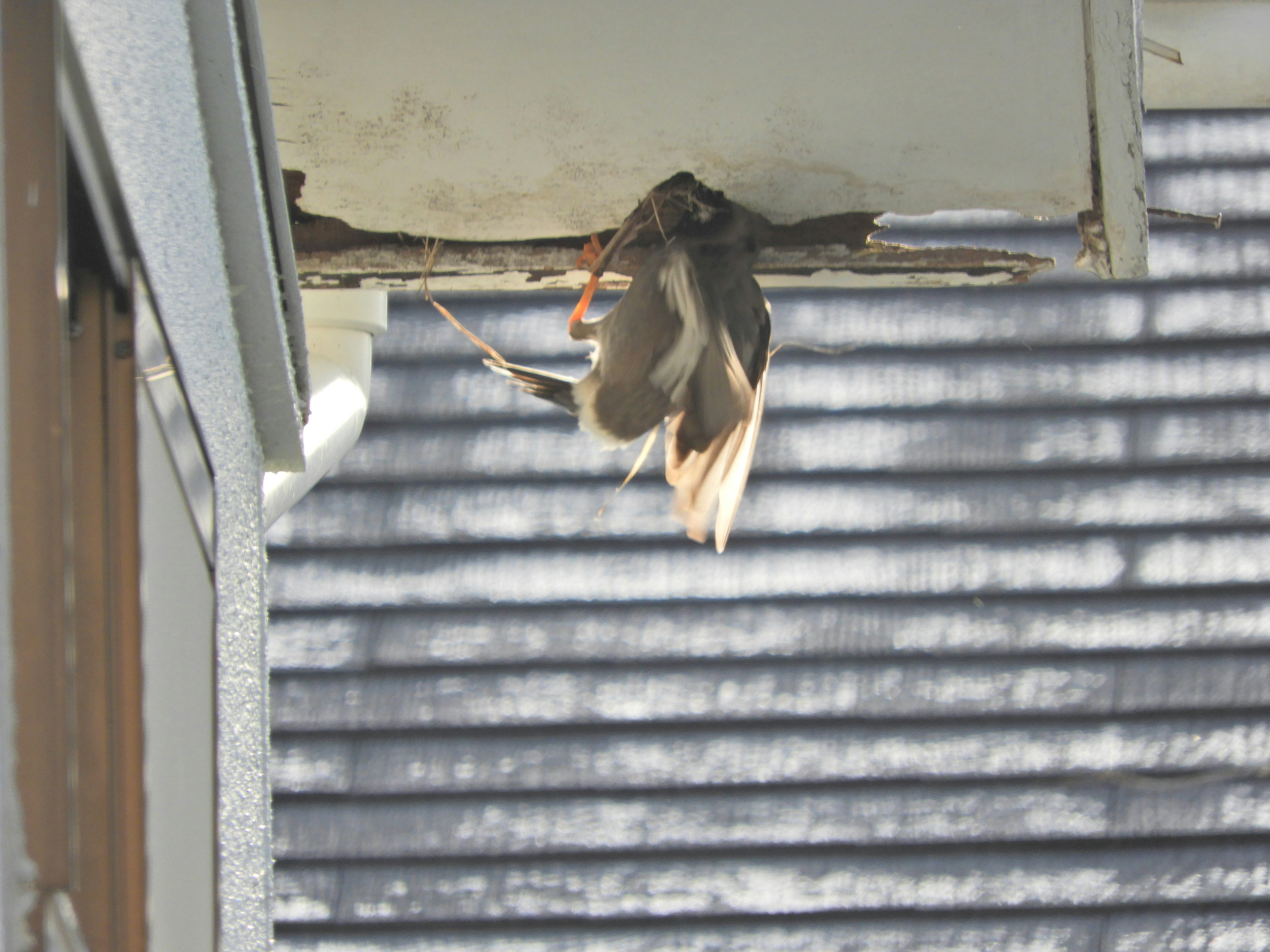 A bird building a nest under the eaves of a house