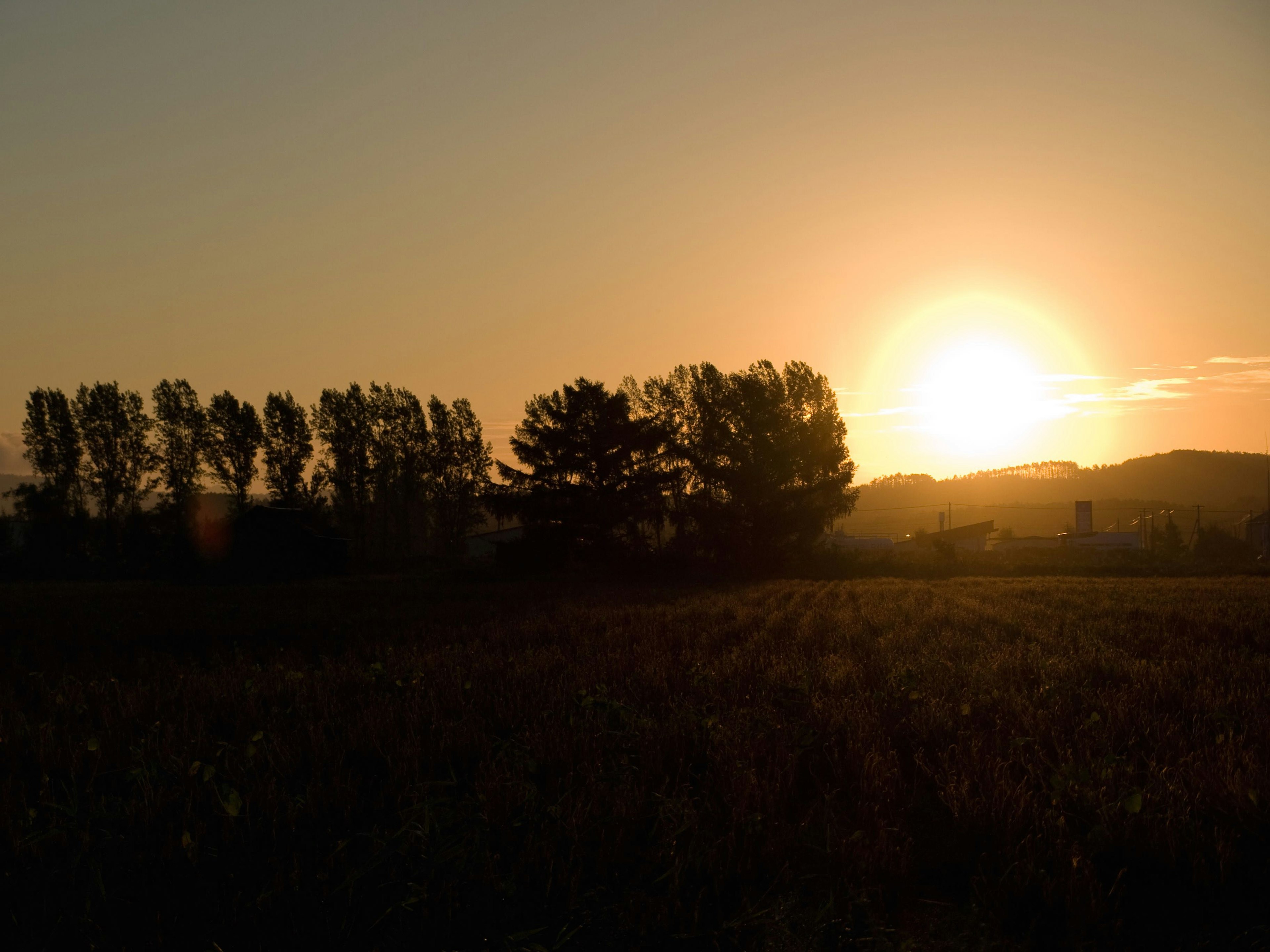 Paisaje al atardecer con árboles en silueta