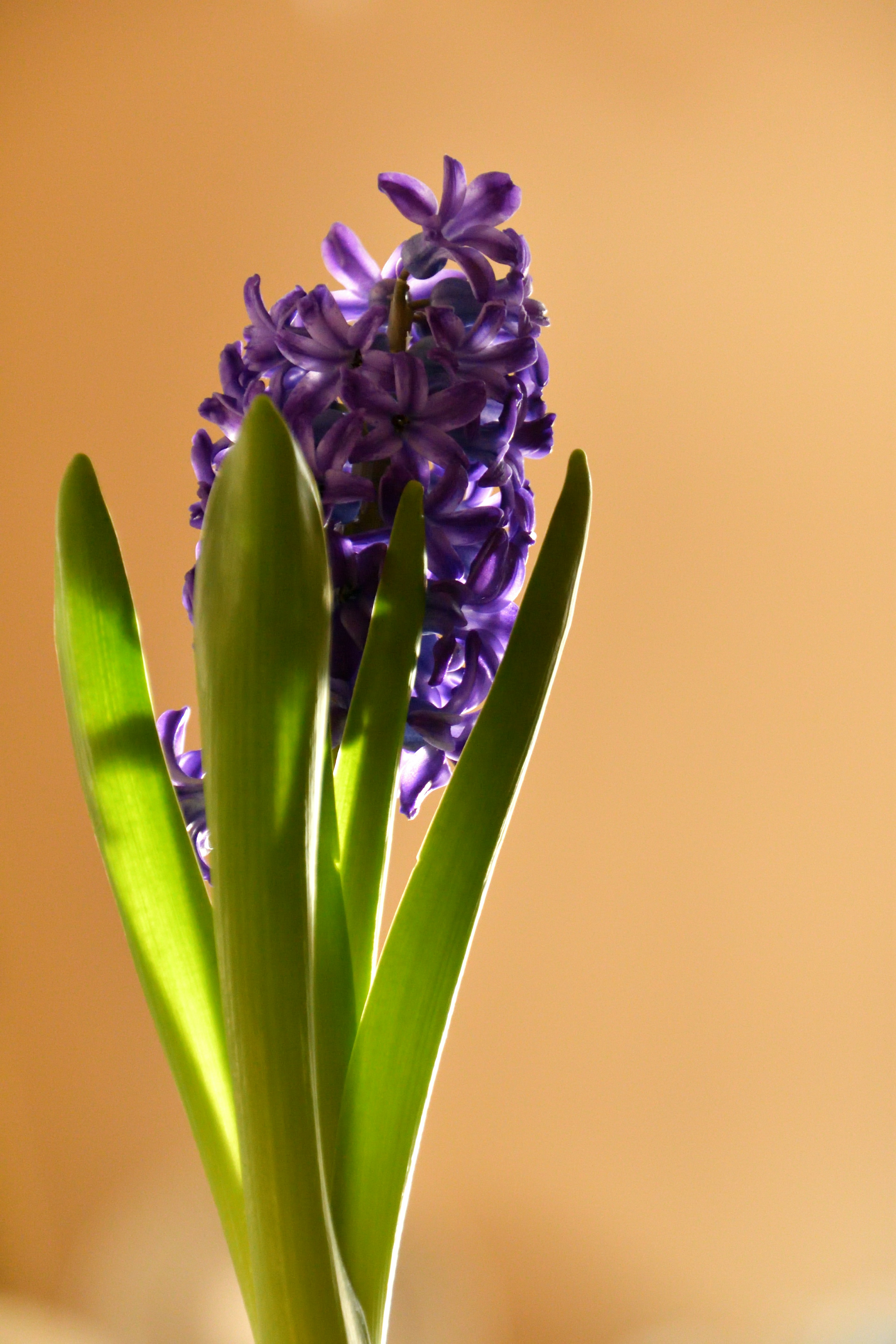 Gros plan d'une fleur de jacinthe violette avec des feuilles vertes