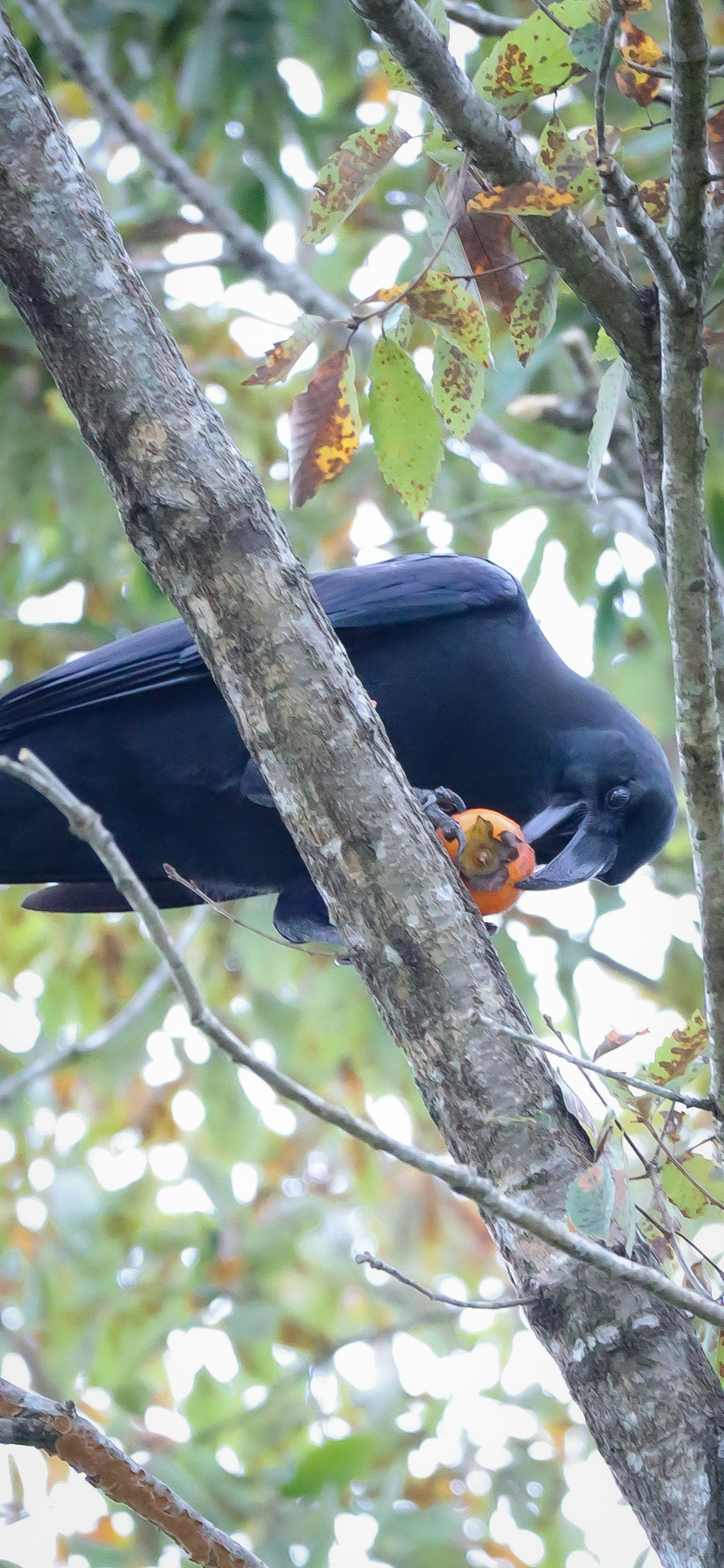 Seekor burung hitam bertengger di dahan sedang memakan buah