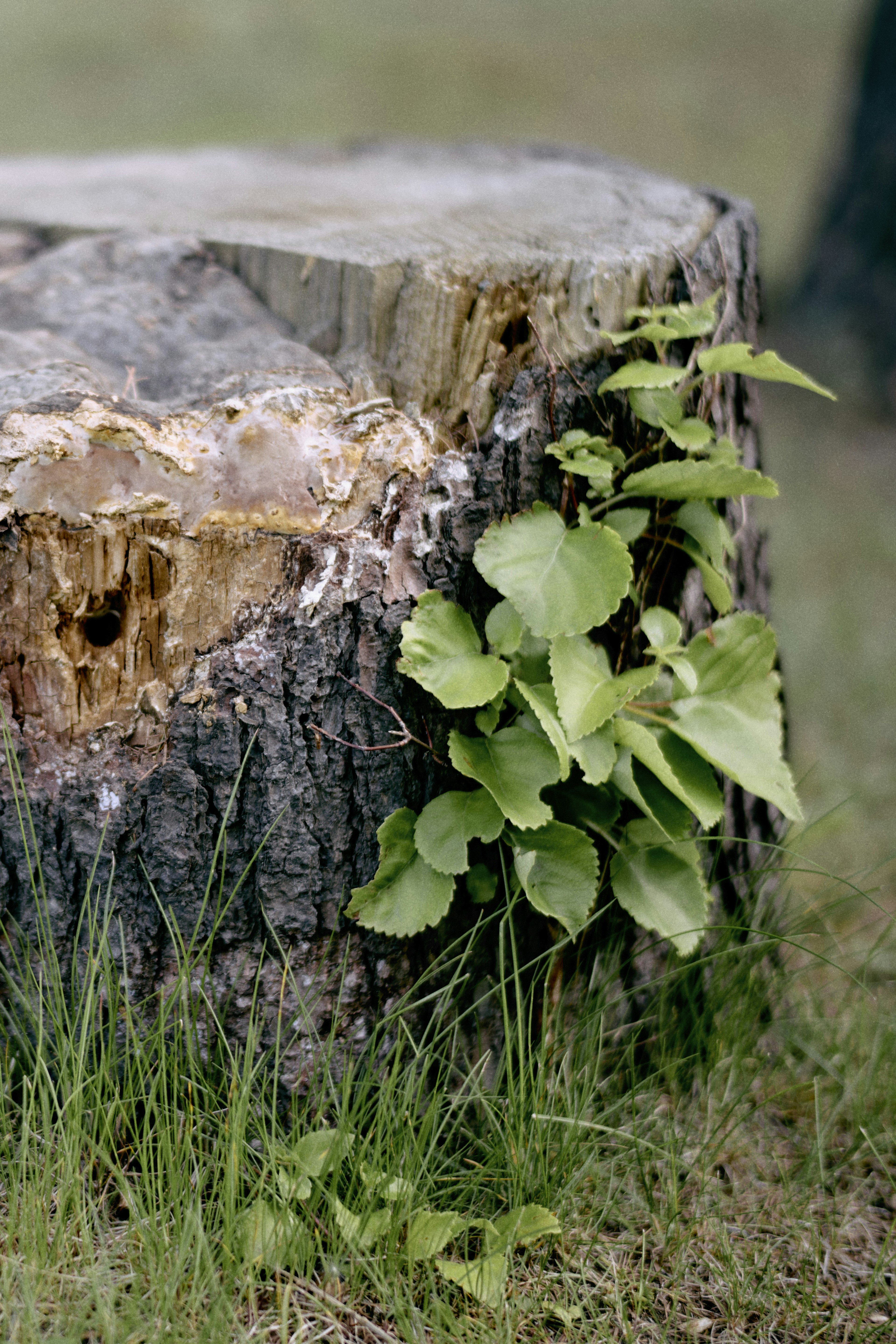 A tree stump with vibrant green leaves growing on it