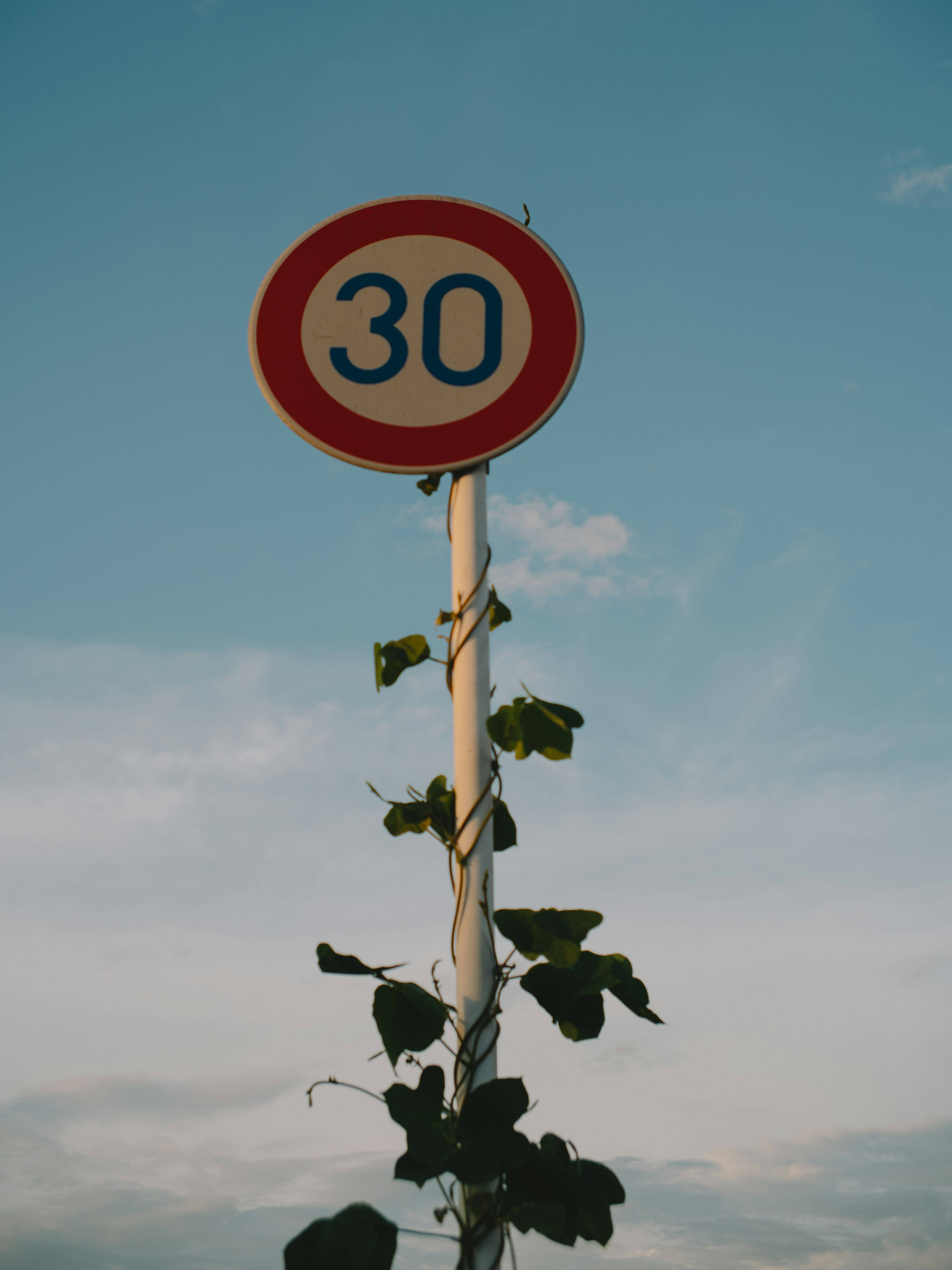 Panneau de limitation de vitesse de 30 sous un ciel bleu avec des vignes vertes