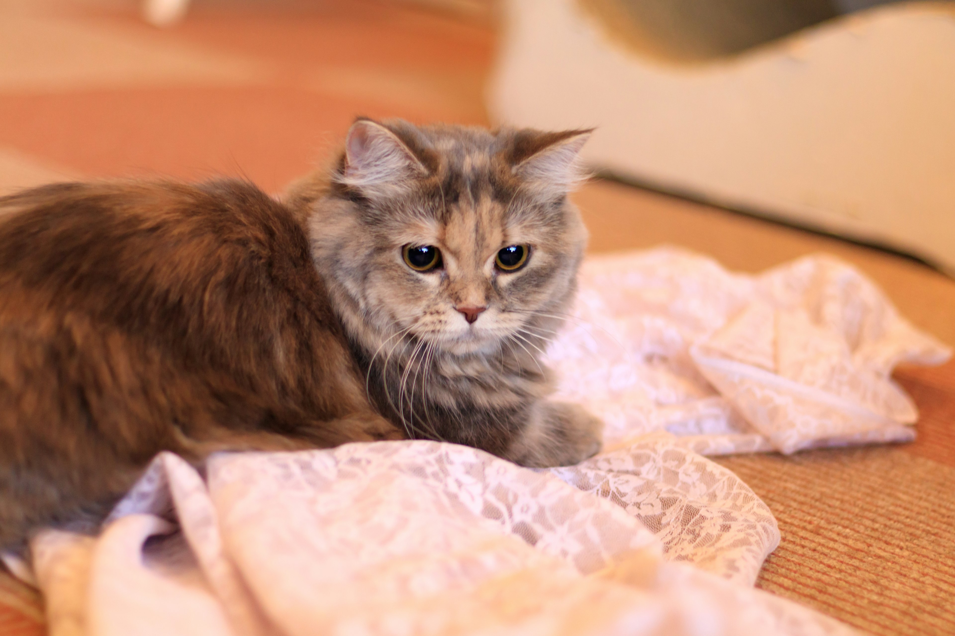 Flauschige bunte Katze liegt auf pinkem Stoff