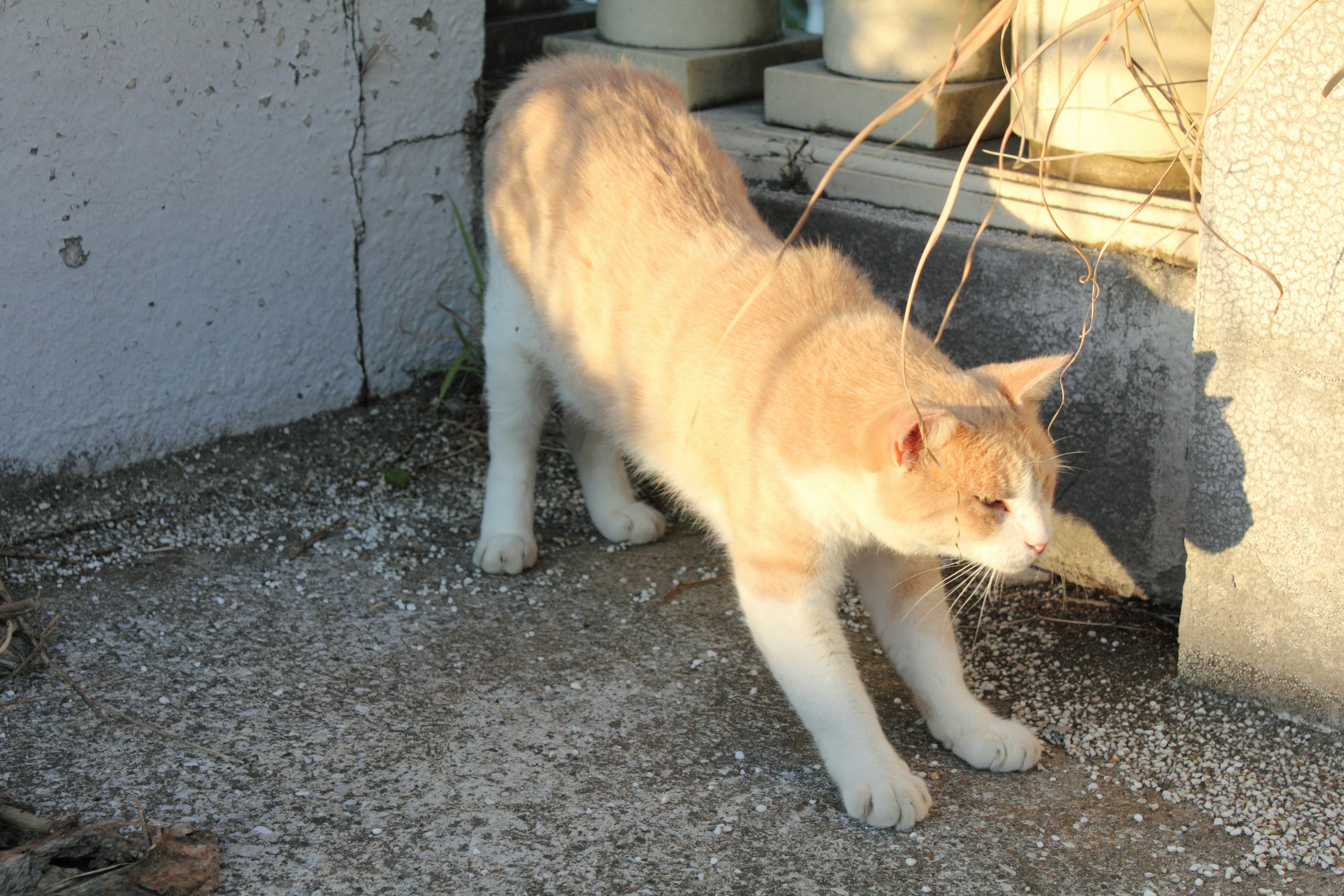 Chat orange et blanc s'étirant au soleil