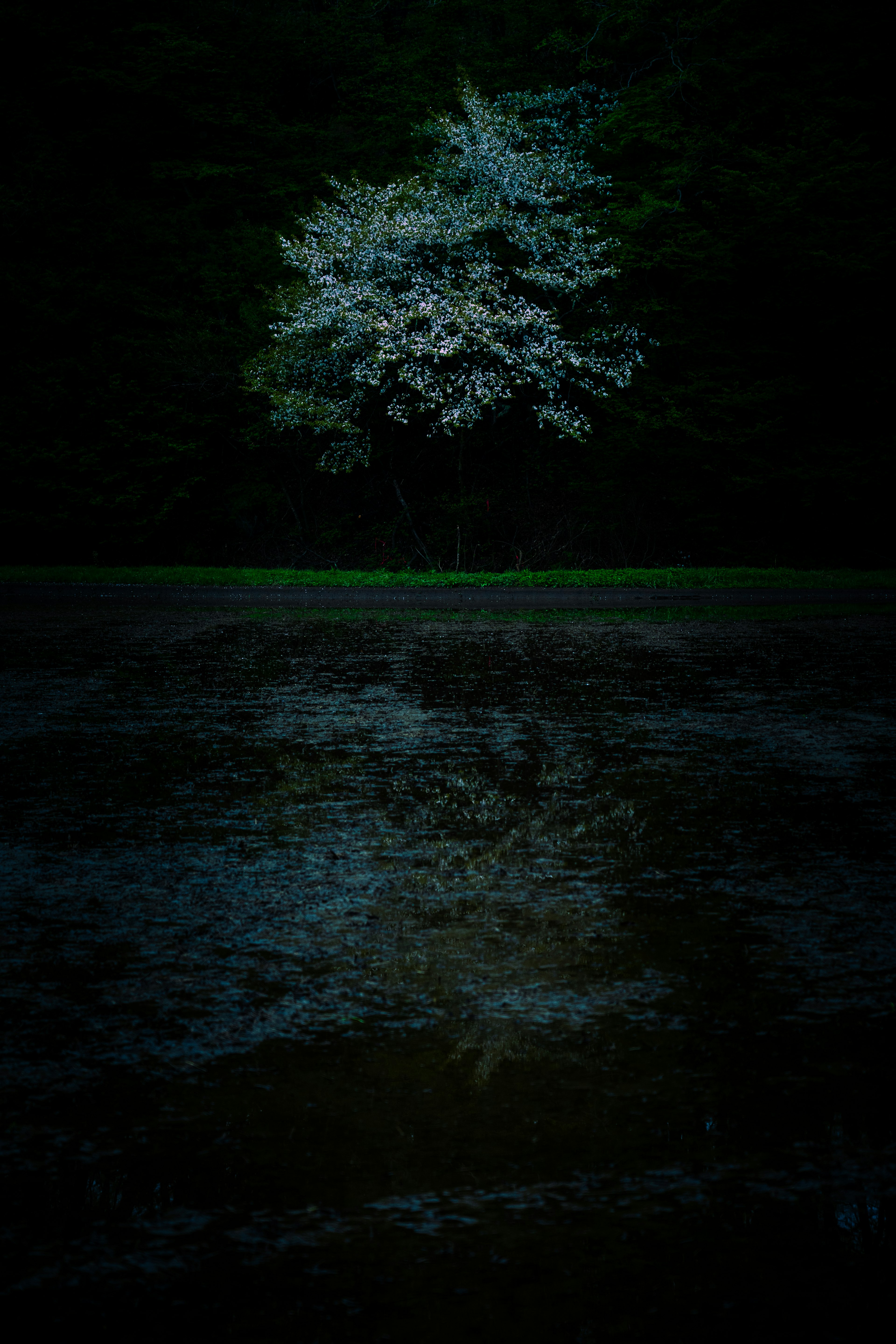 Ein einzelner Baum mit weißen Blättern vor einem dunklen Hintergrund, der sich im Wasser spiegelt