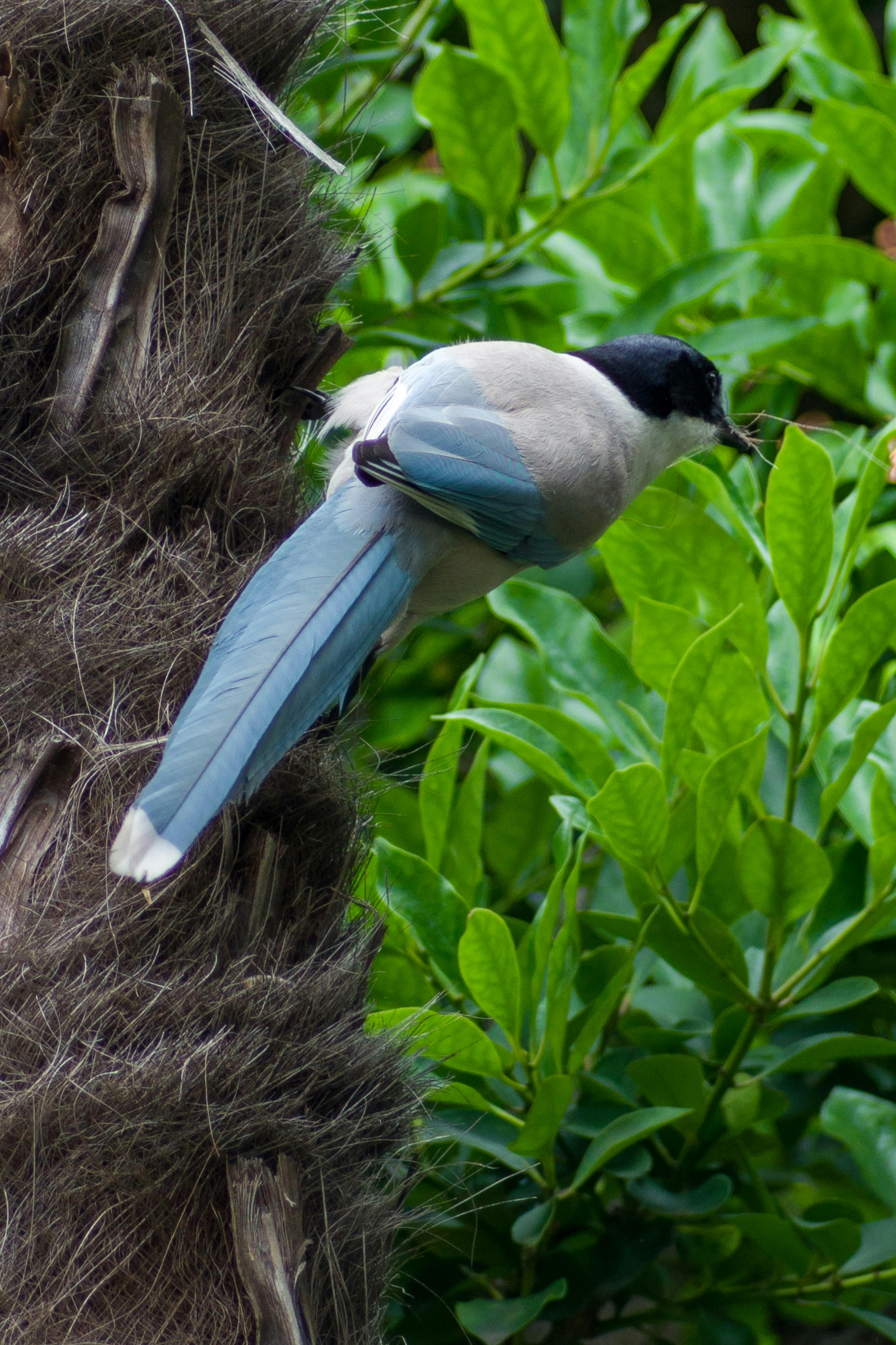 Un oiseau avec des plumes bleues et une tête noire perché parmi des feuilles vertes