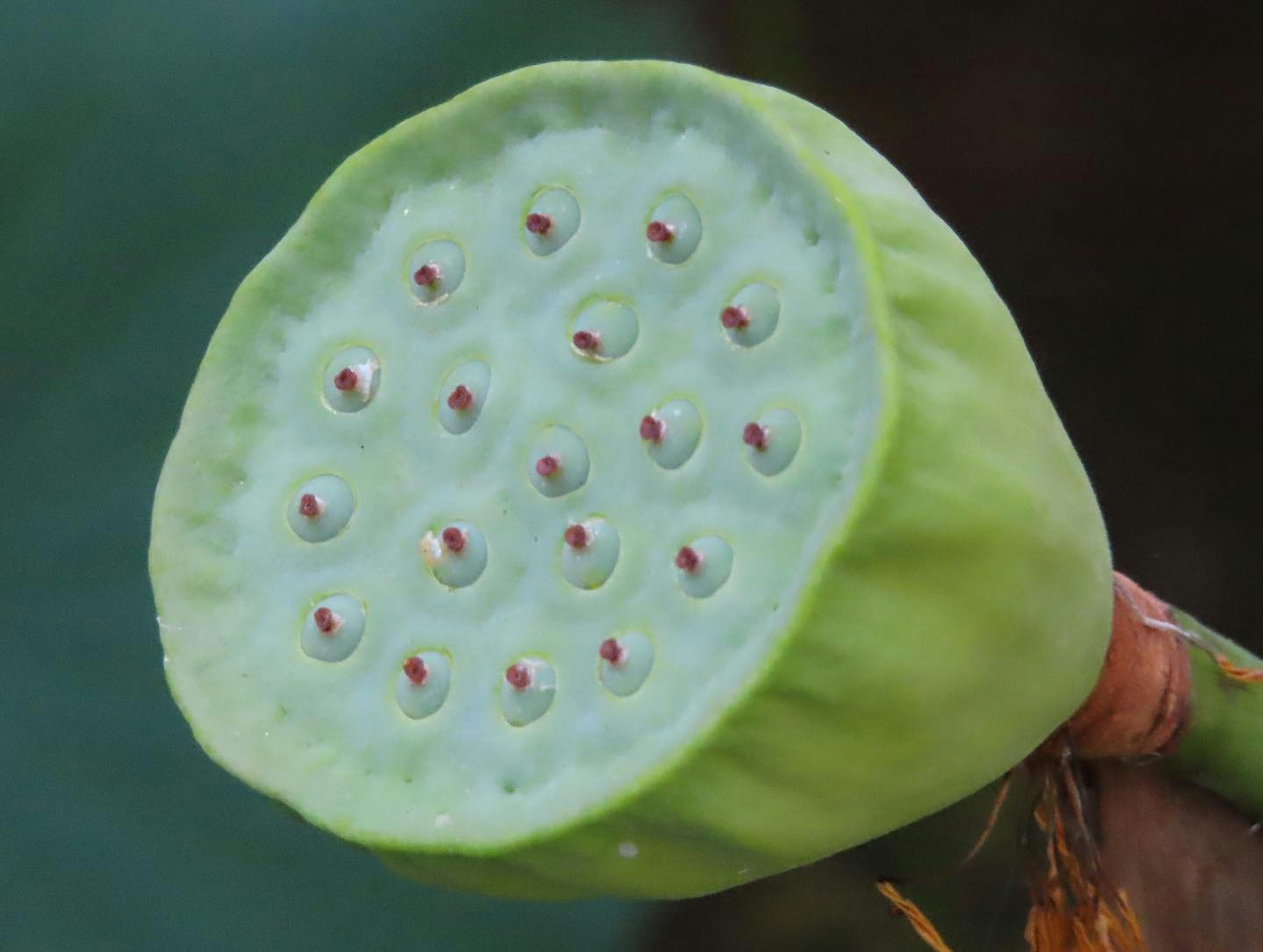 Imagen de una vaina de loto verde cortada por la mitad mostrando pequeñas semillas en un patrón circular