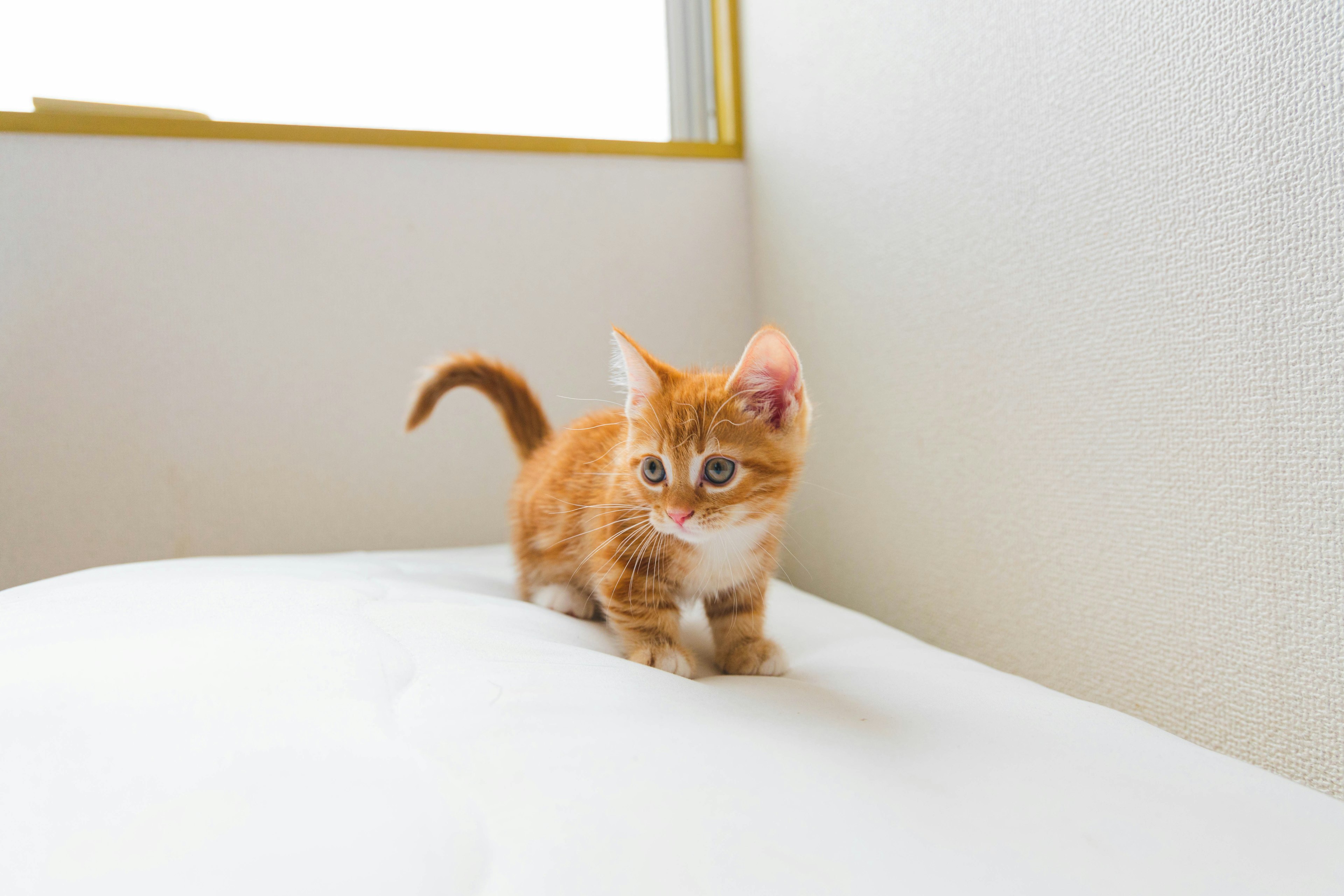 Pequeño gatito naranja de pie sobre una cama blanca cerca de una ventana