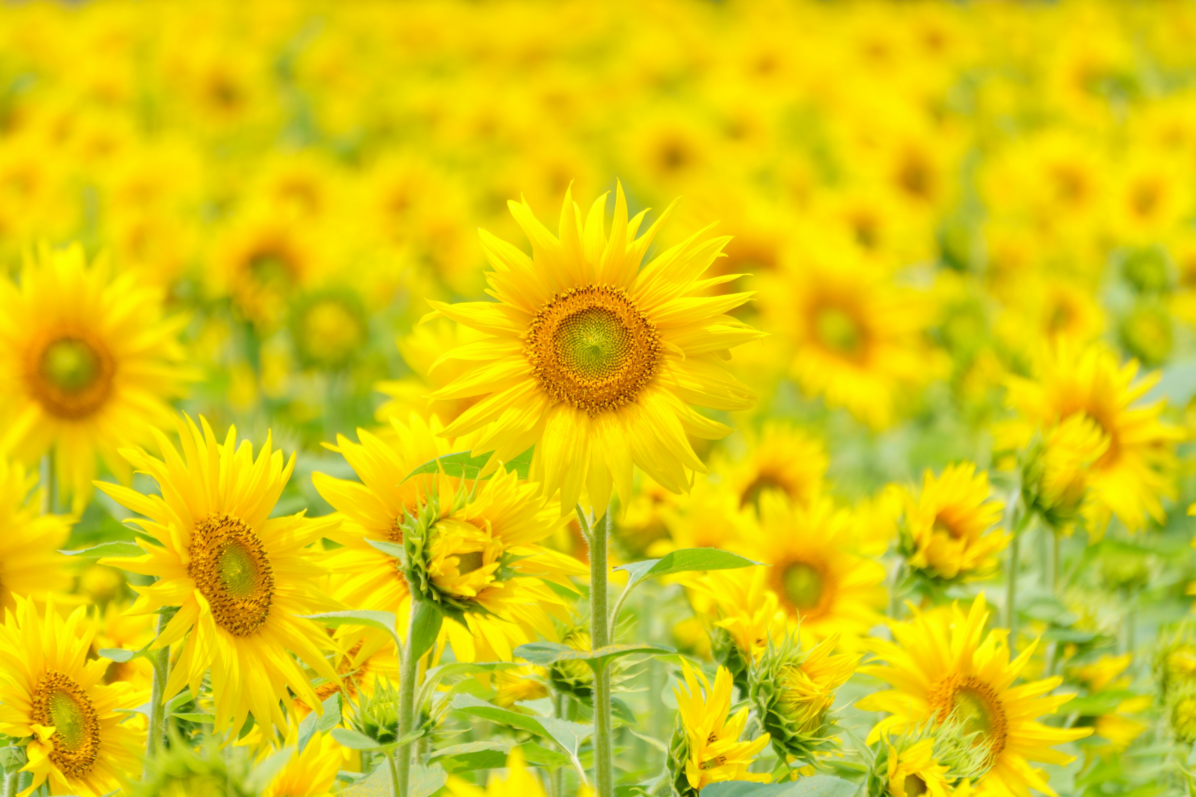 Campo vibrante de girasoles en plena floración