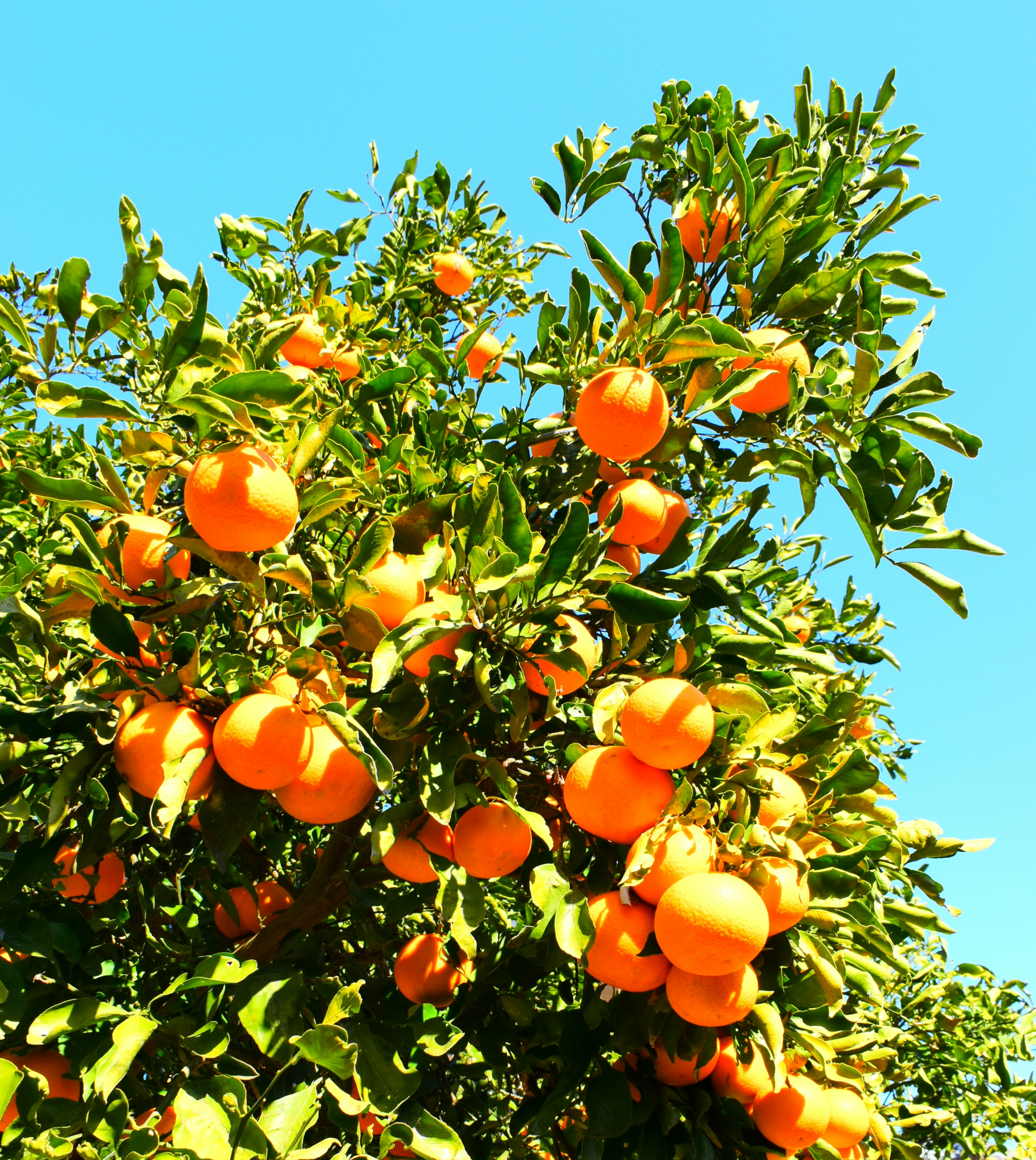 Orange tree laden with ripe oranges against a clear blue sky