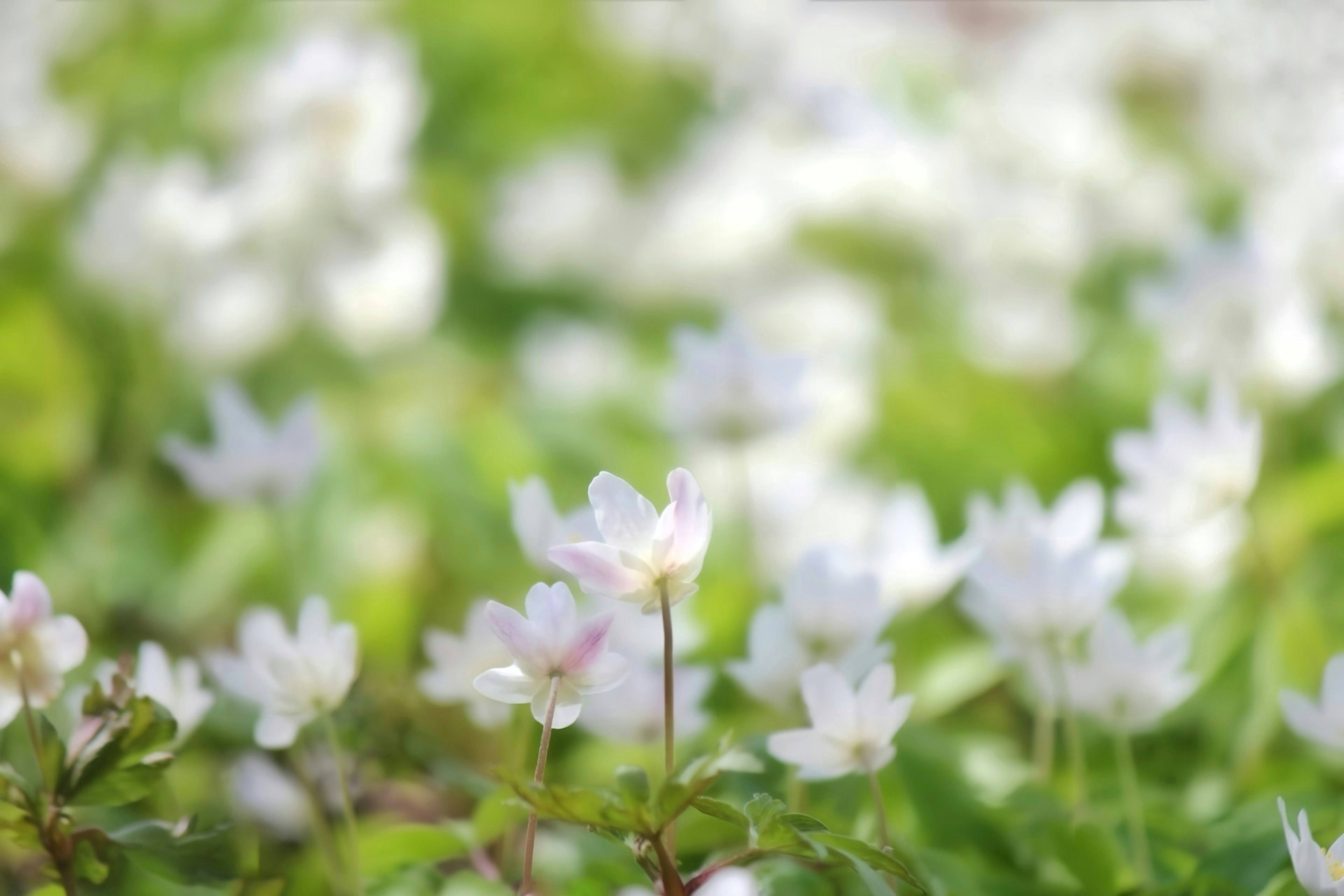 一片白色花朵的田野，前景中有一朵显眼的粉色花朵