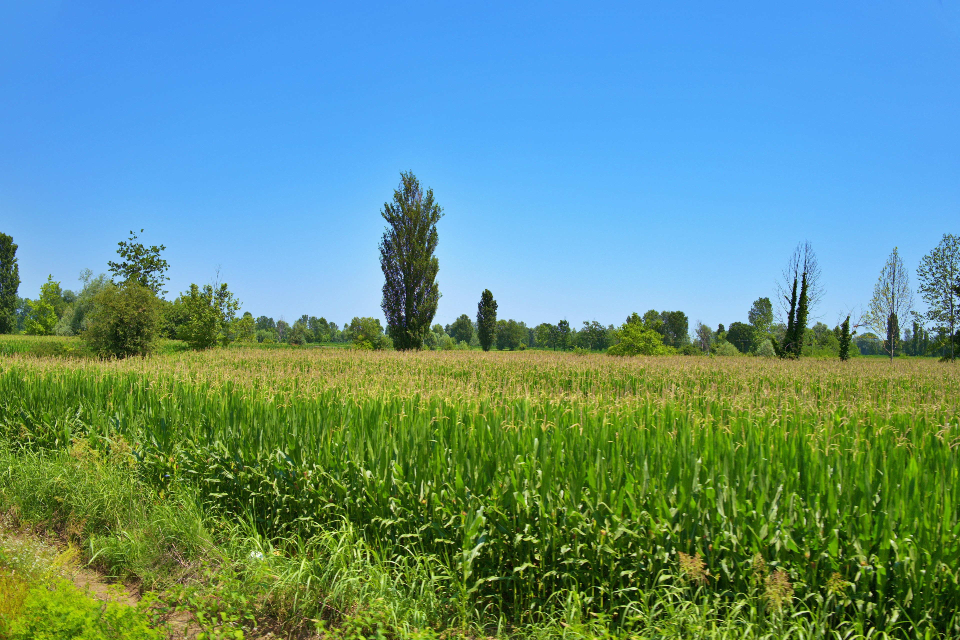 Terreno agricolo verde sotto un cielo blu chiaro con diversi alberi