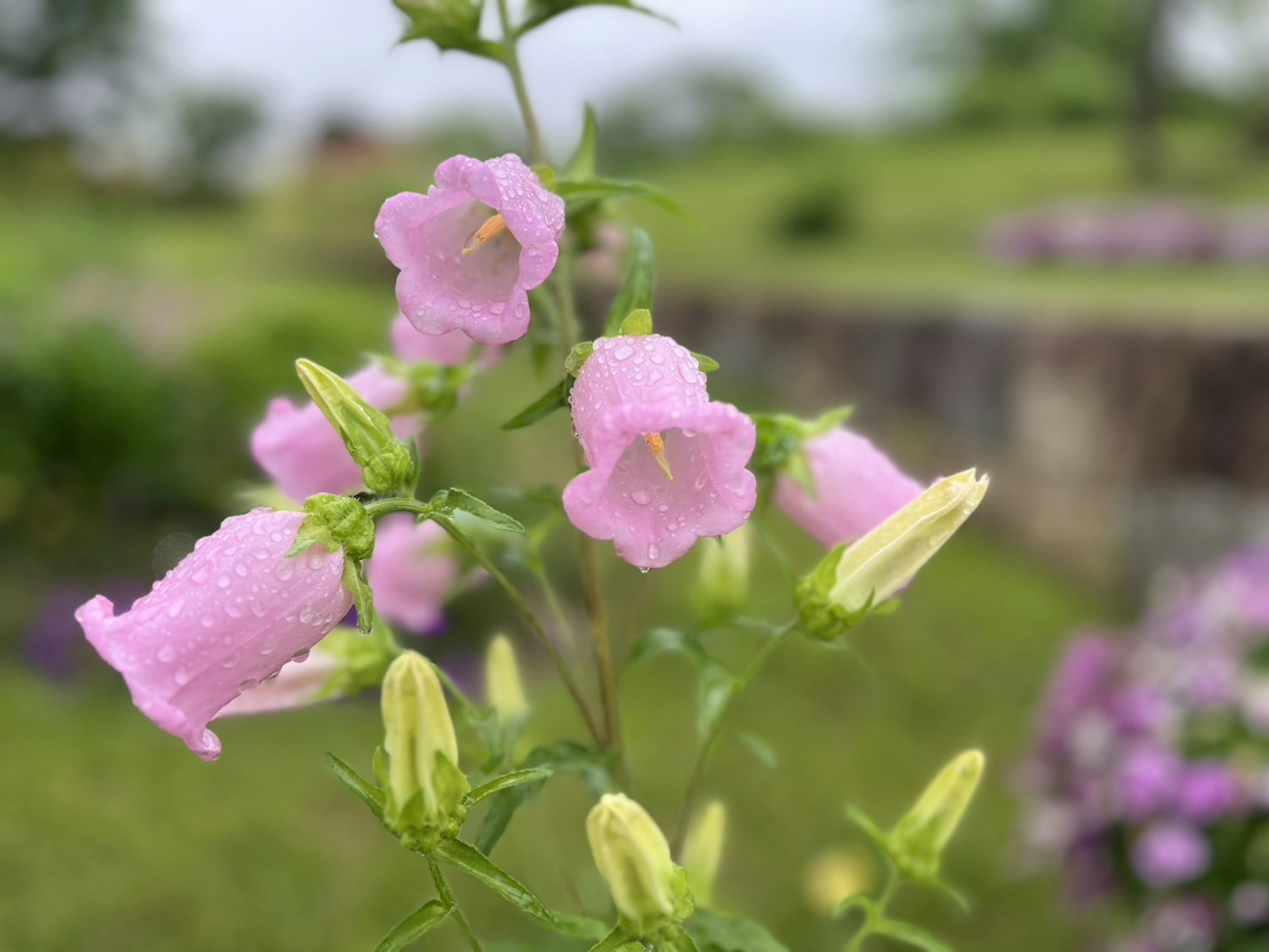 雨に濡れたピンクのベル型の花が咲いている