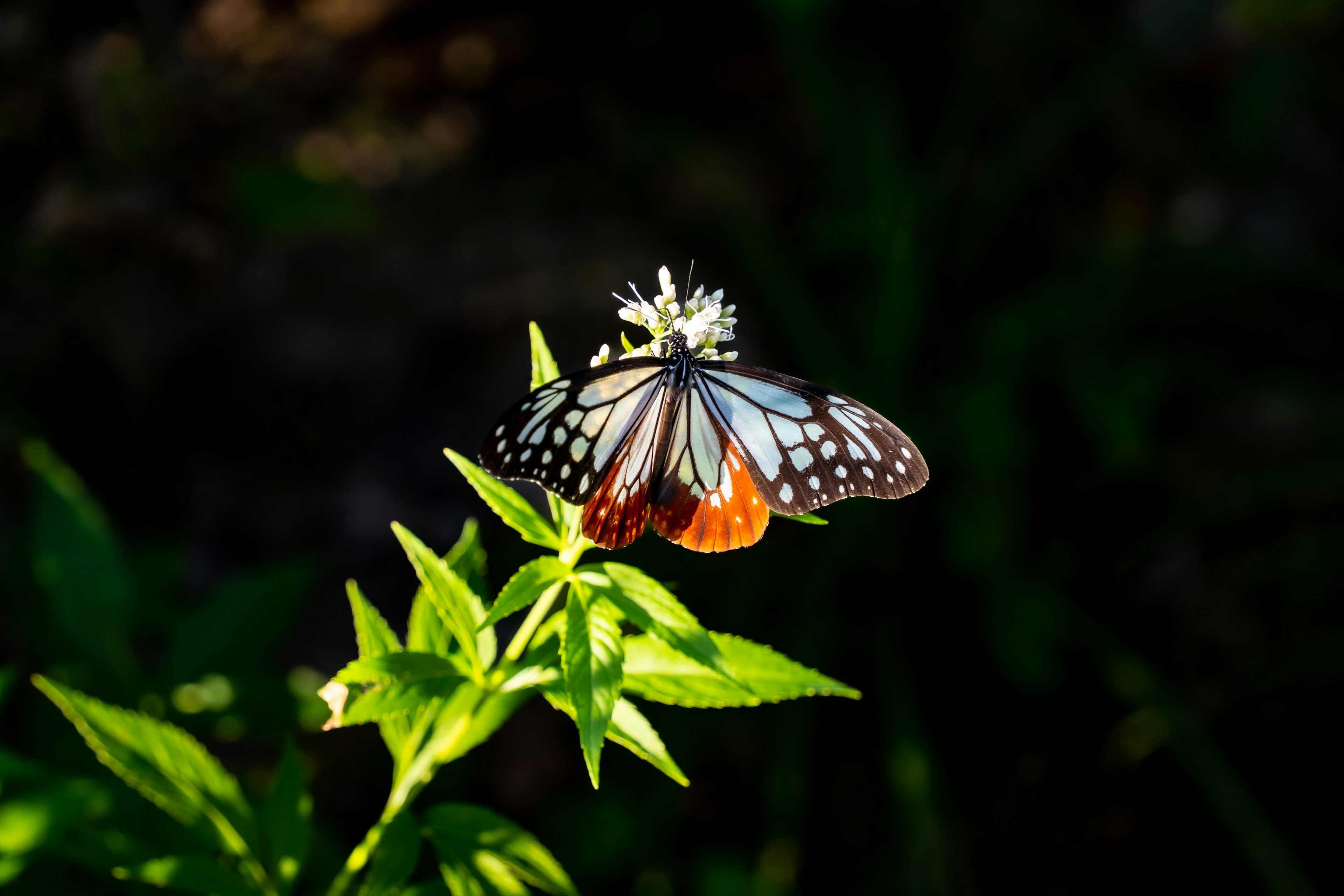 蝶が緑の葉の上に止まっている花の近くにいる