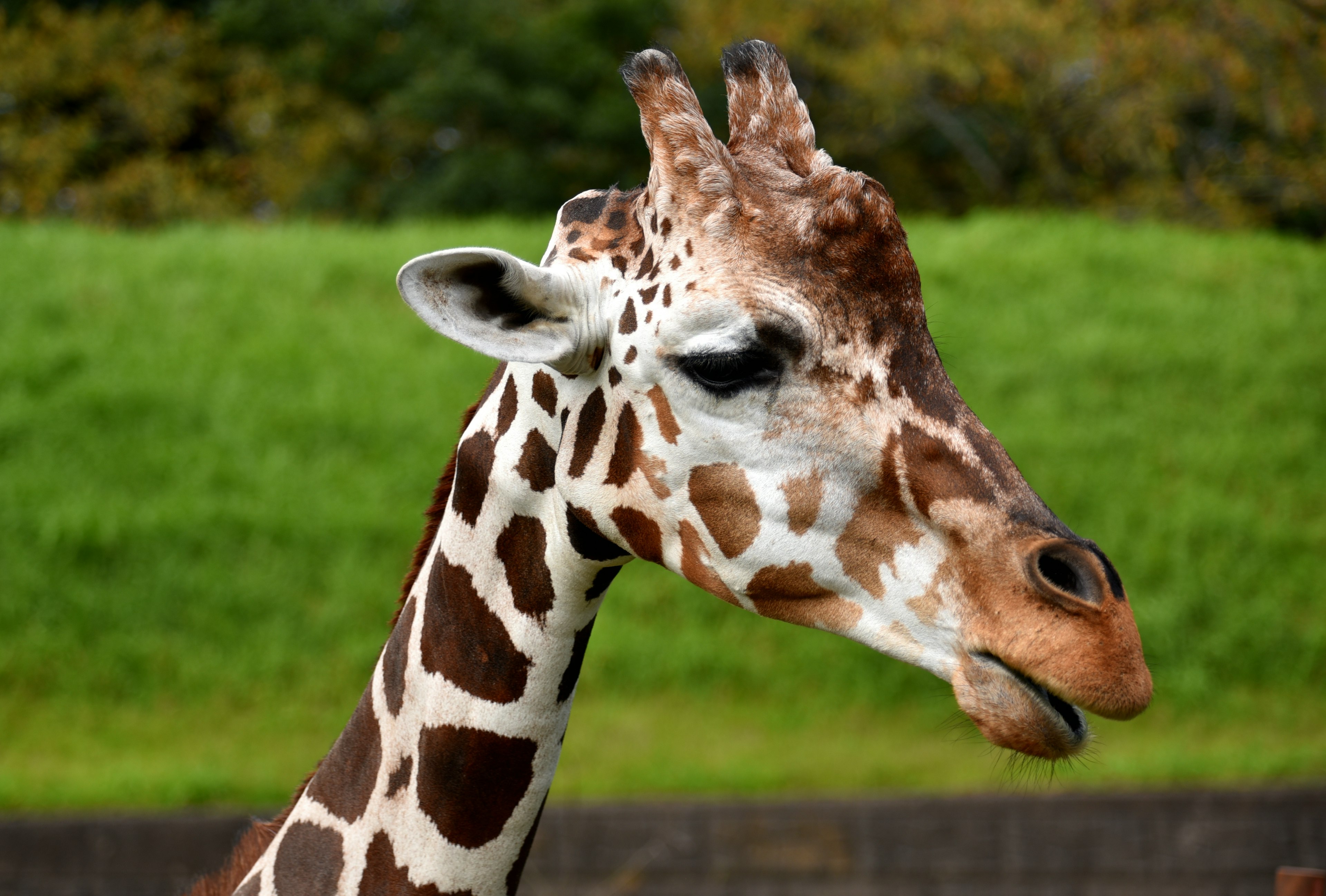 Profile of a giraffe with a tilted head against a green background