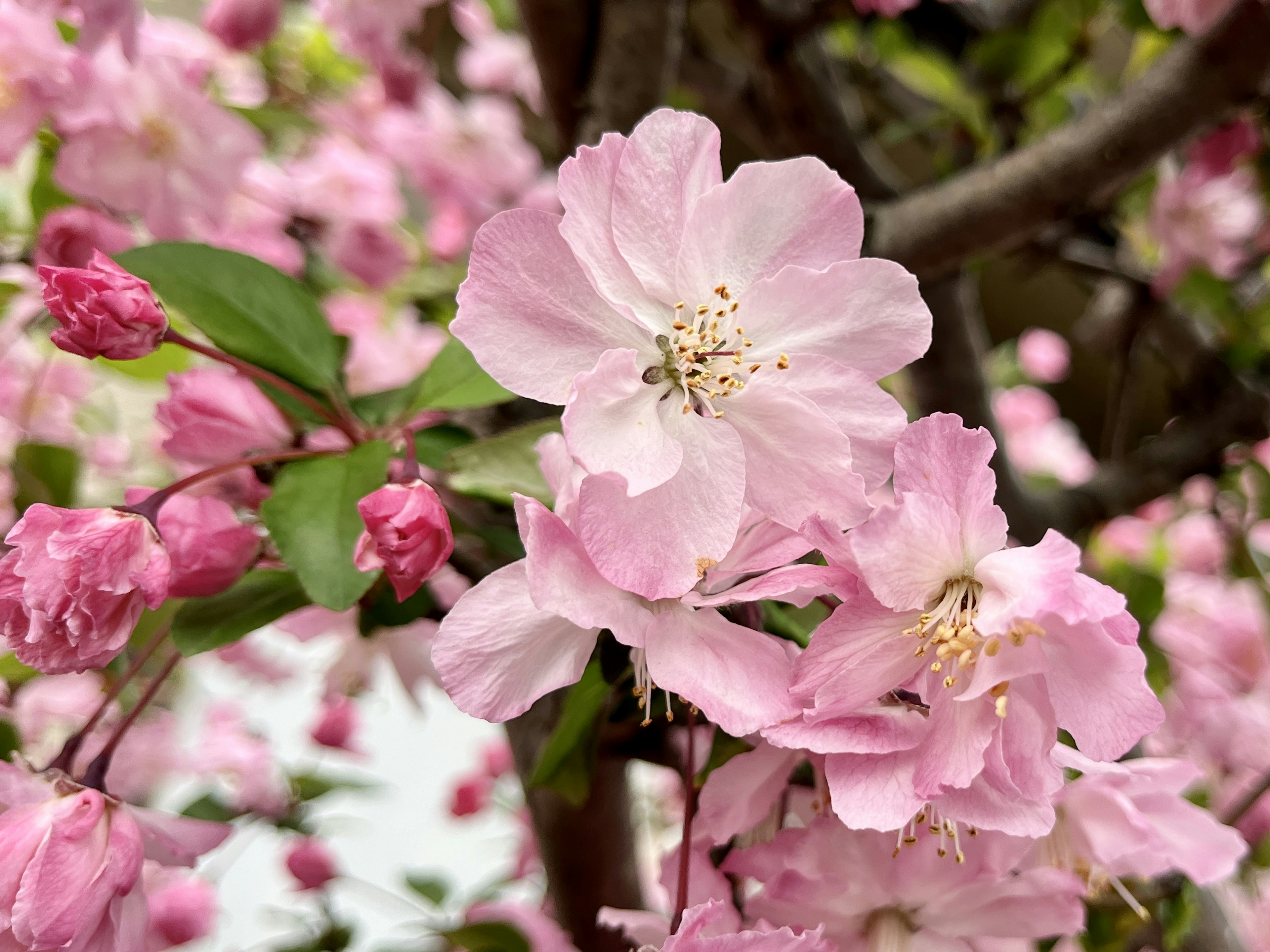 Cherry blossoms blooming with pink petals and green leaves