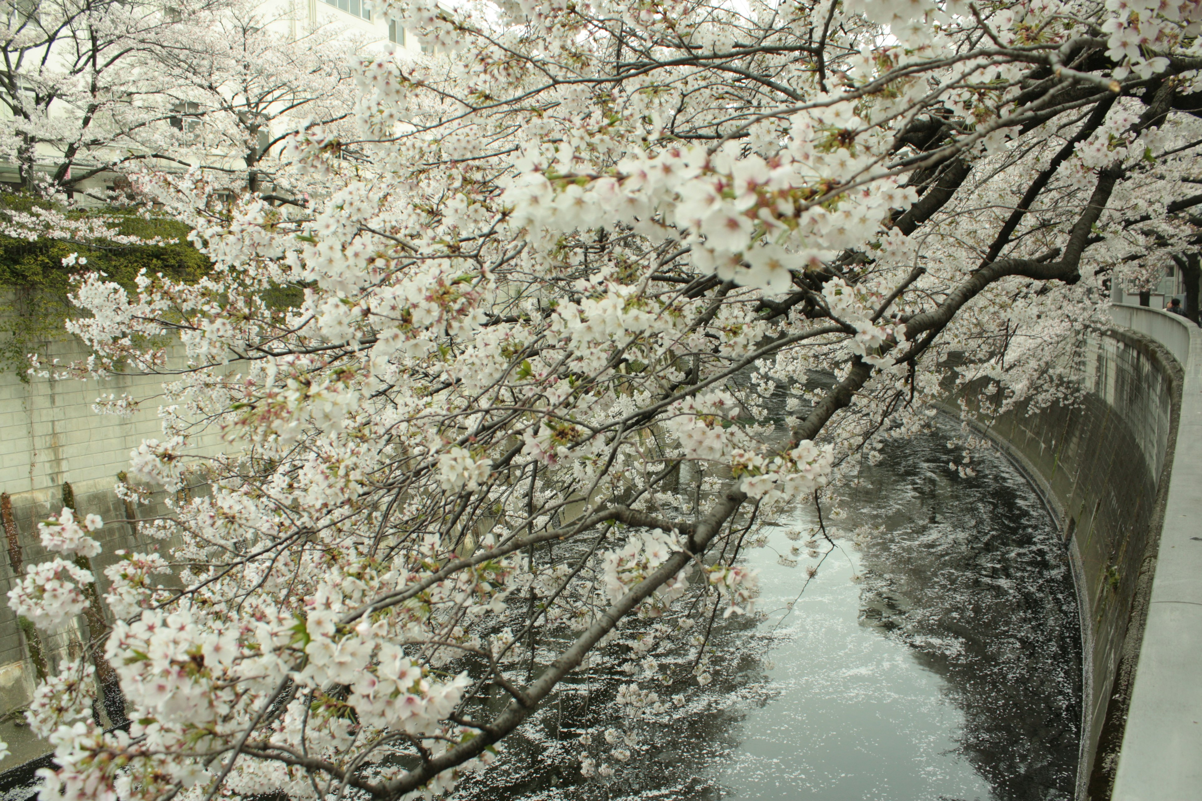 River scene with blooming cherry blossoms