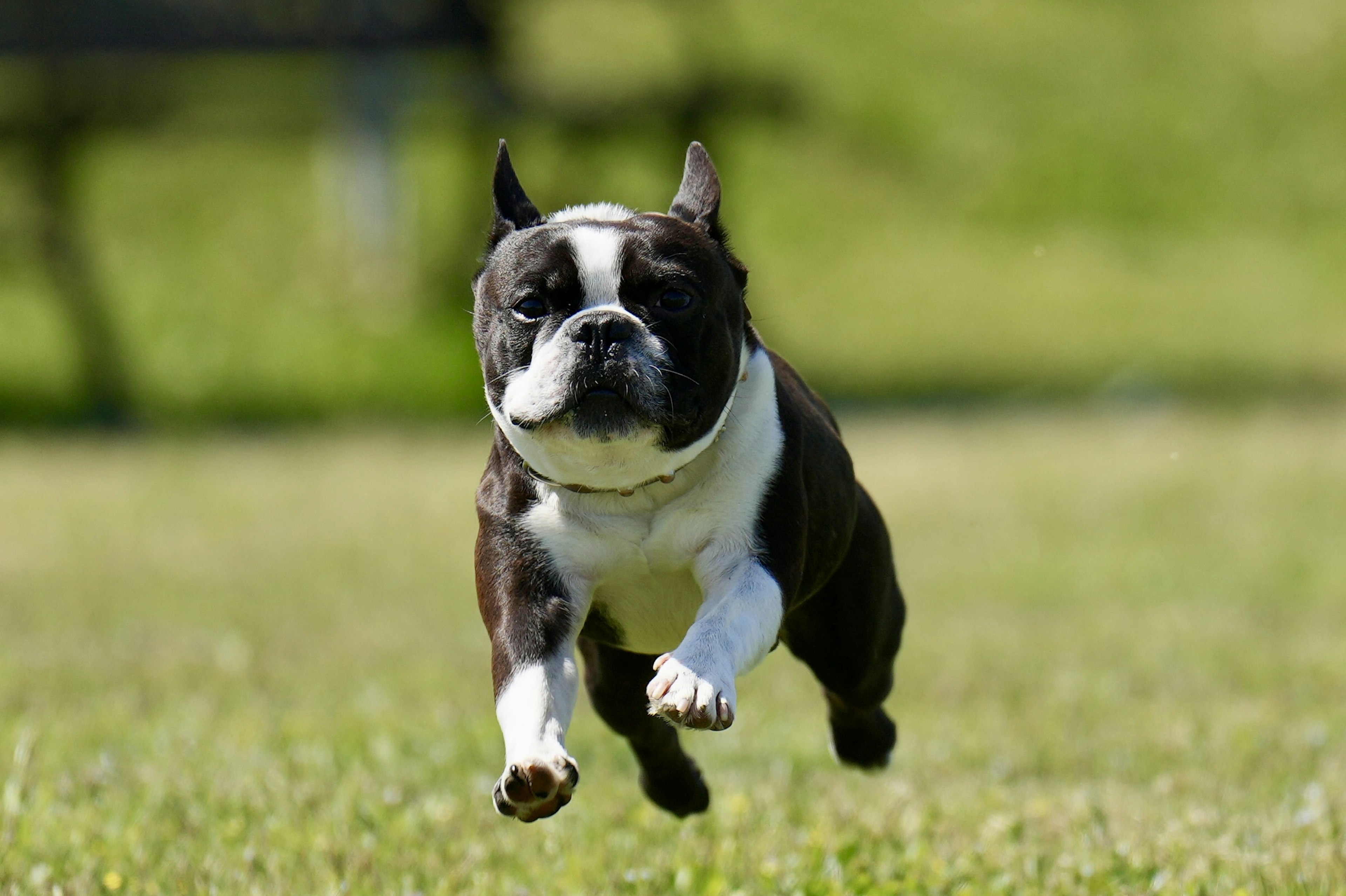 A black and white Boston Terrier running in a grassy field