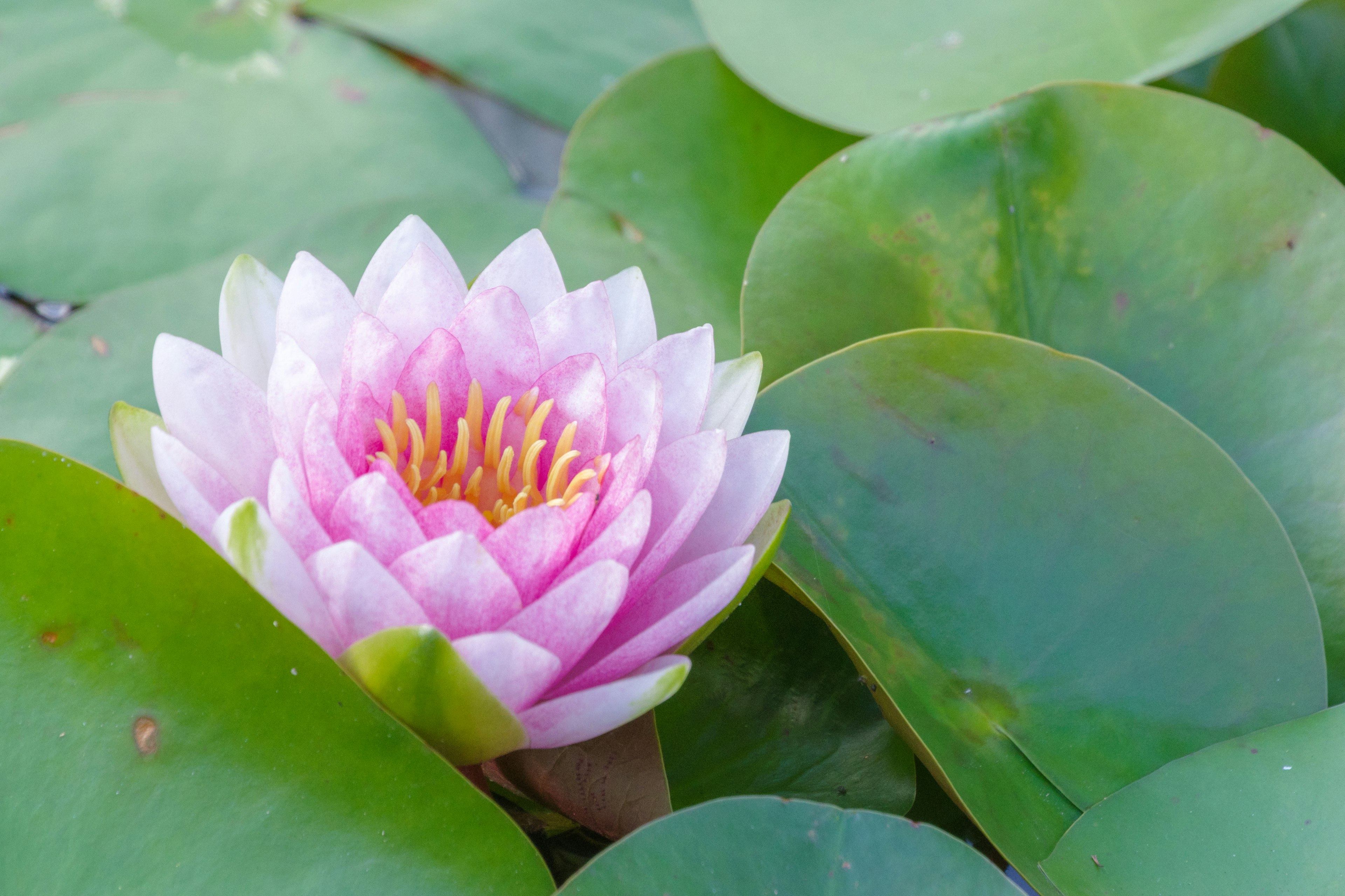 A beautiful pink water lily surrounded by green leaves