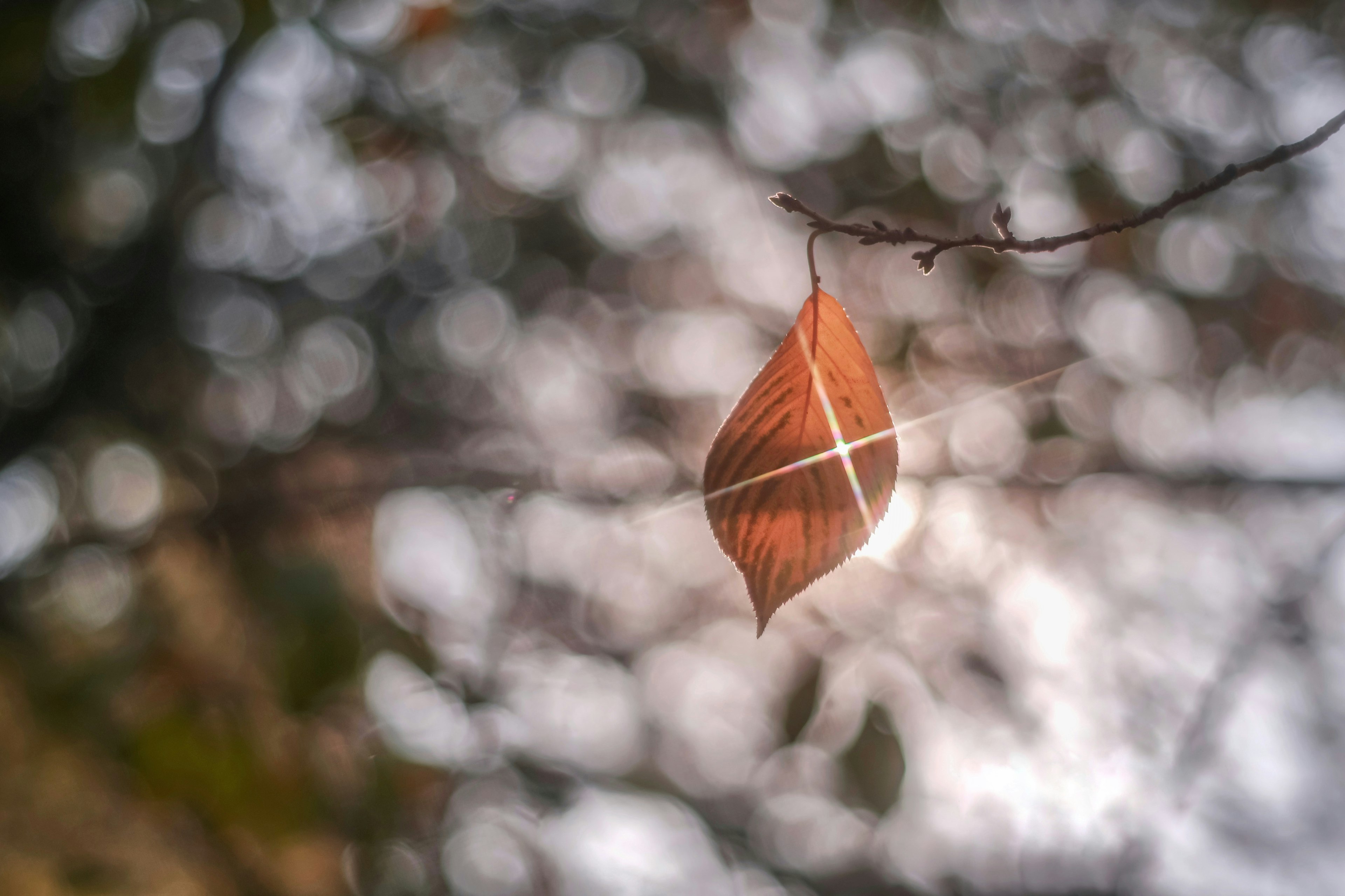 A single brown leaf hanging from a branch against a blurred background