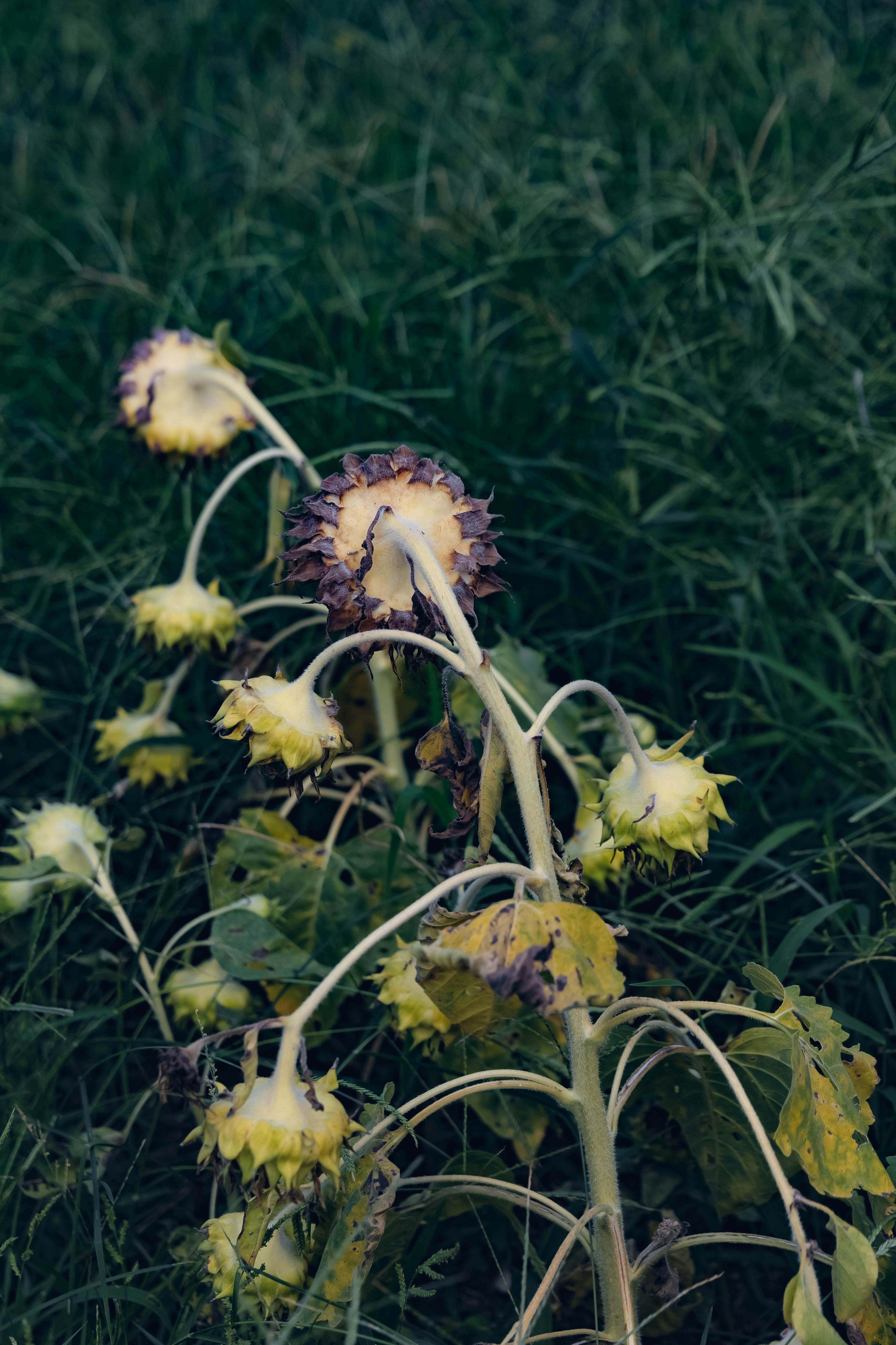 A bent stem of yellow flowers among green grass