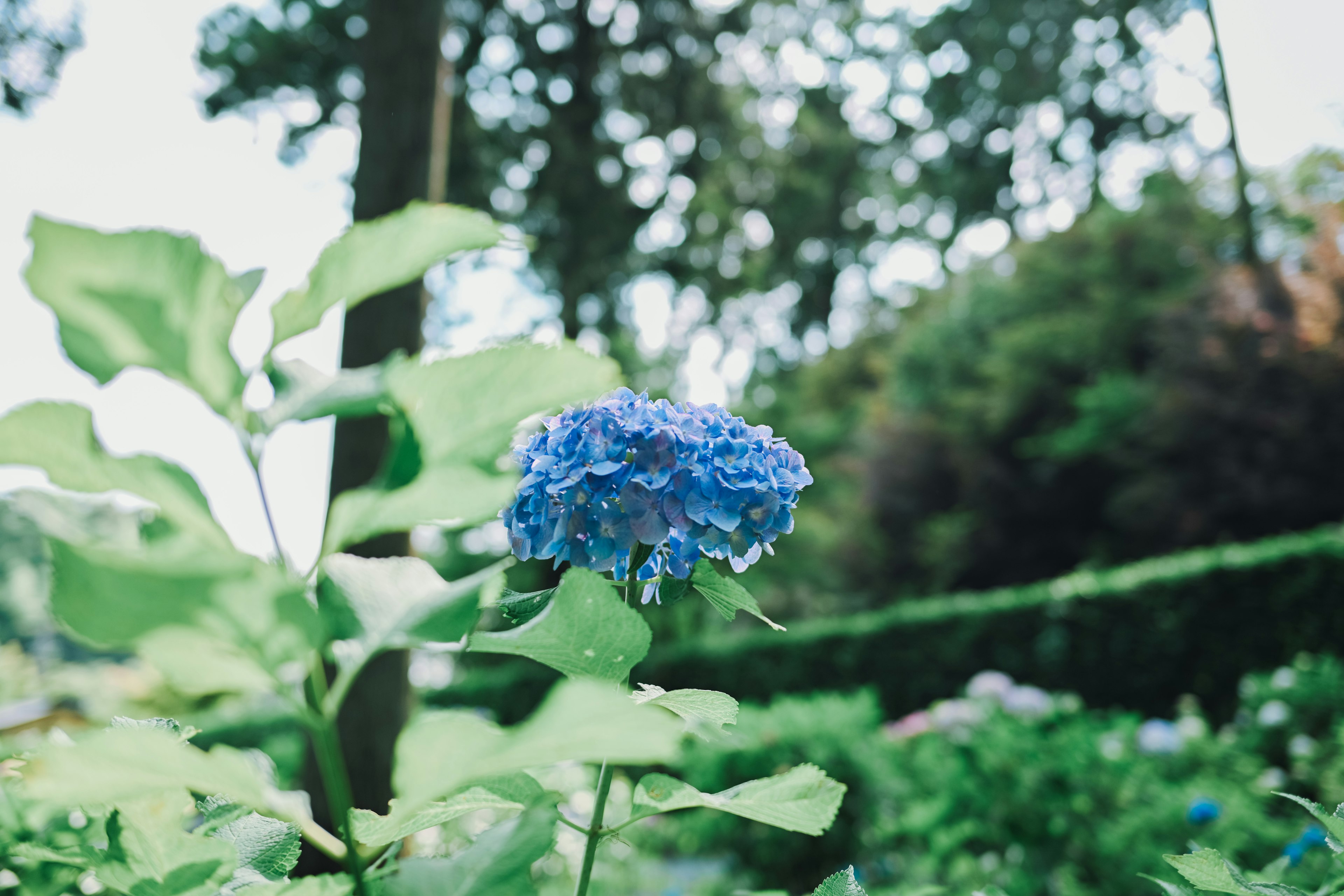 Primo piano di un fiore di ortensia blu con foglie verdi