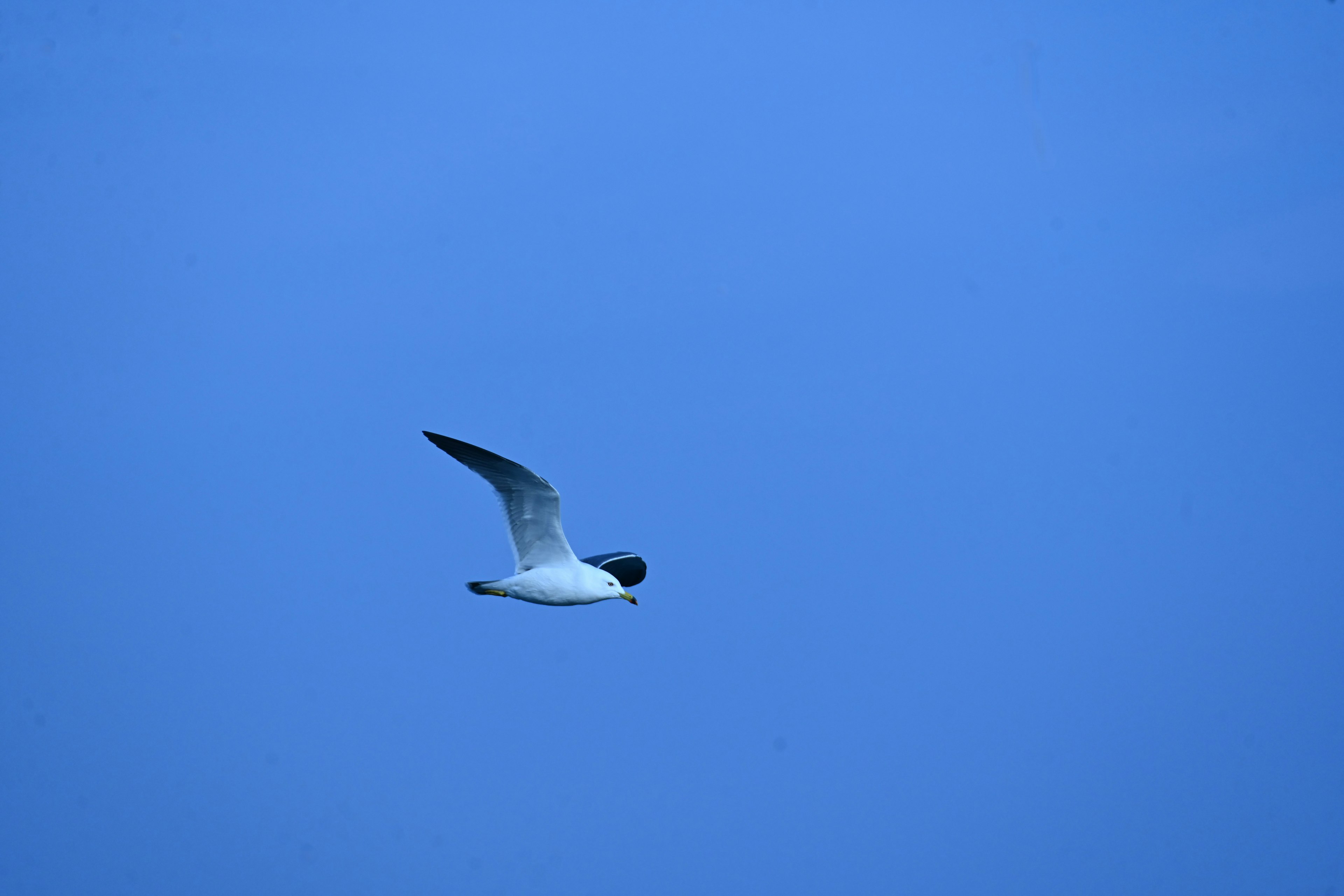 Un oiseau blanc volant dans un ciel bleu