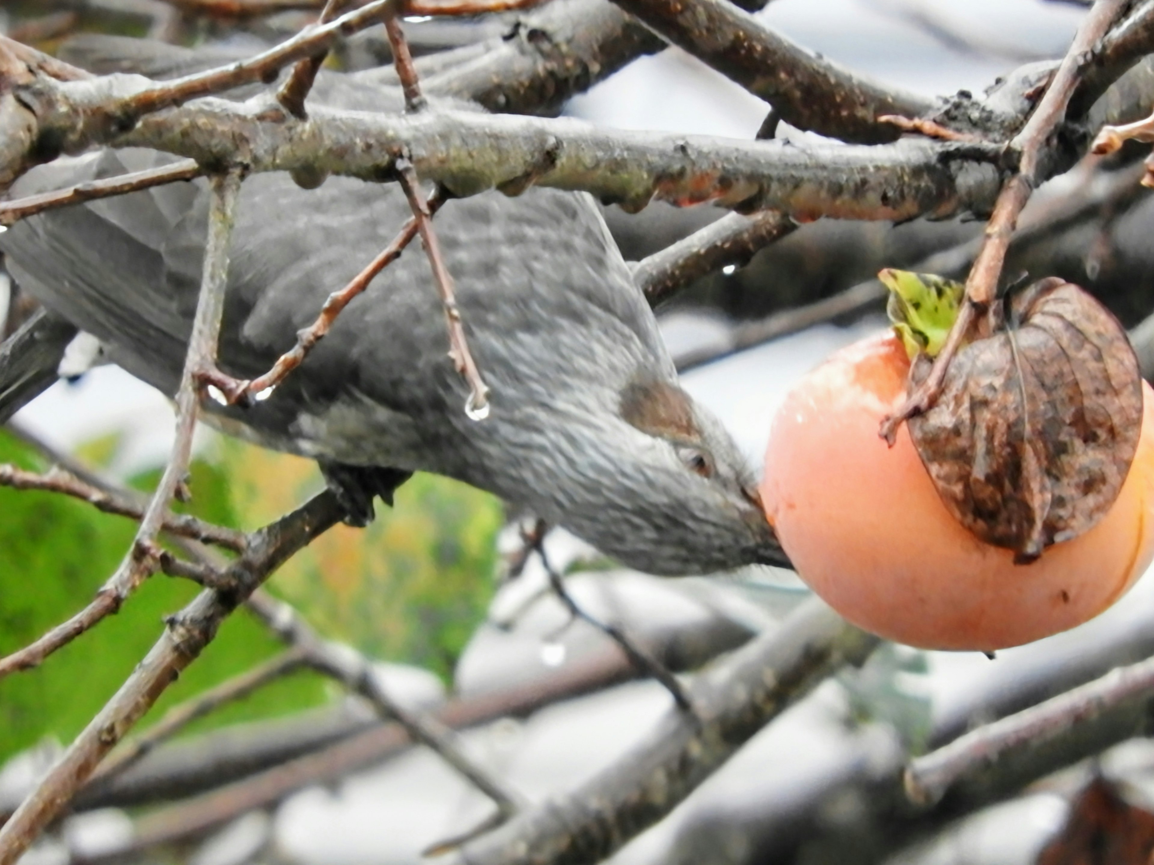 灰色の鳥が木の枝にぶら下がる果物にくちばしを近づけている