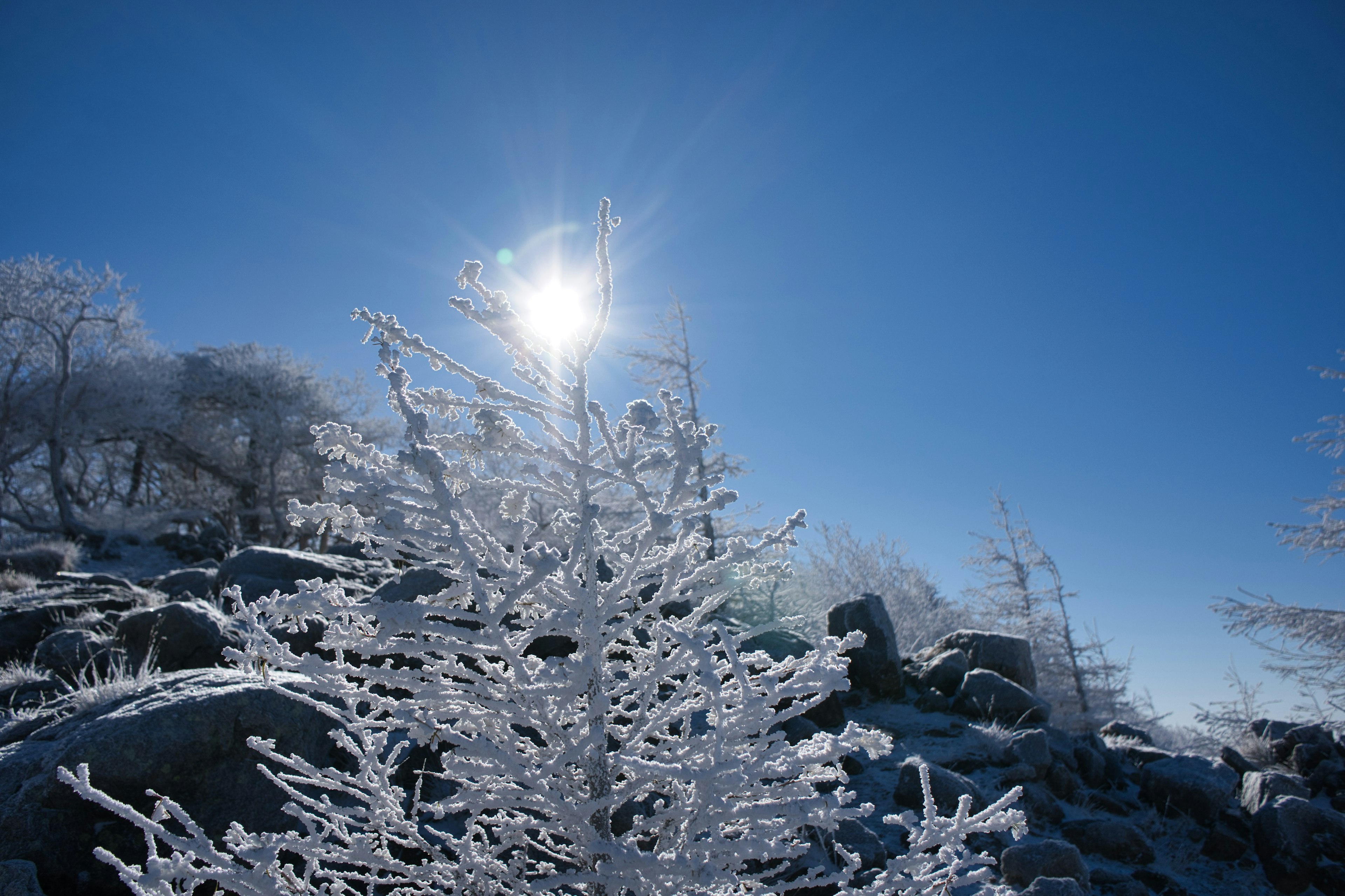 Winter trees with ice decorations against a clear blue sky and shining sun