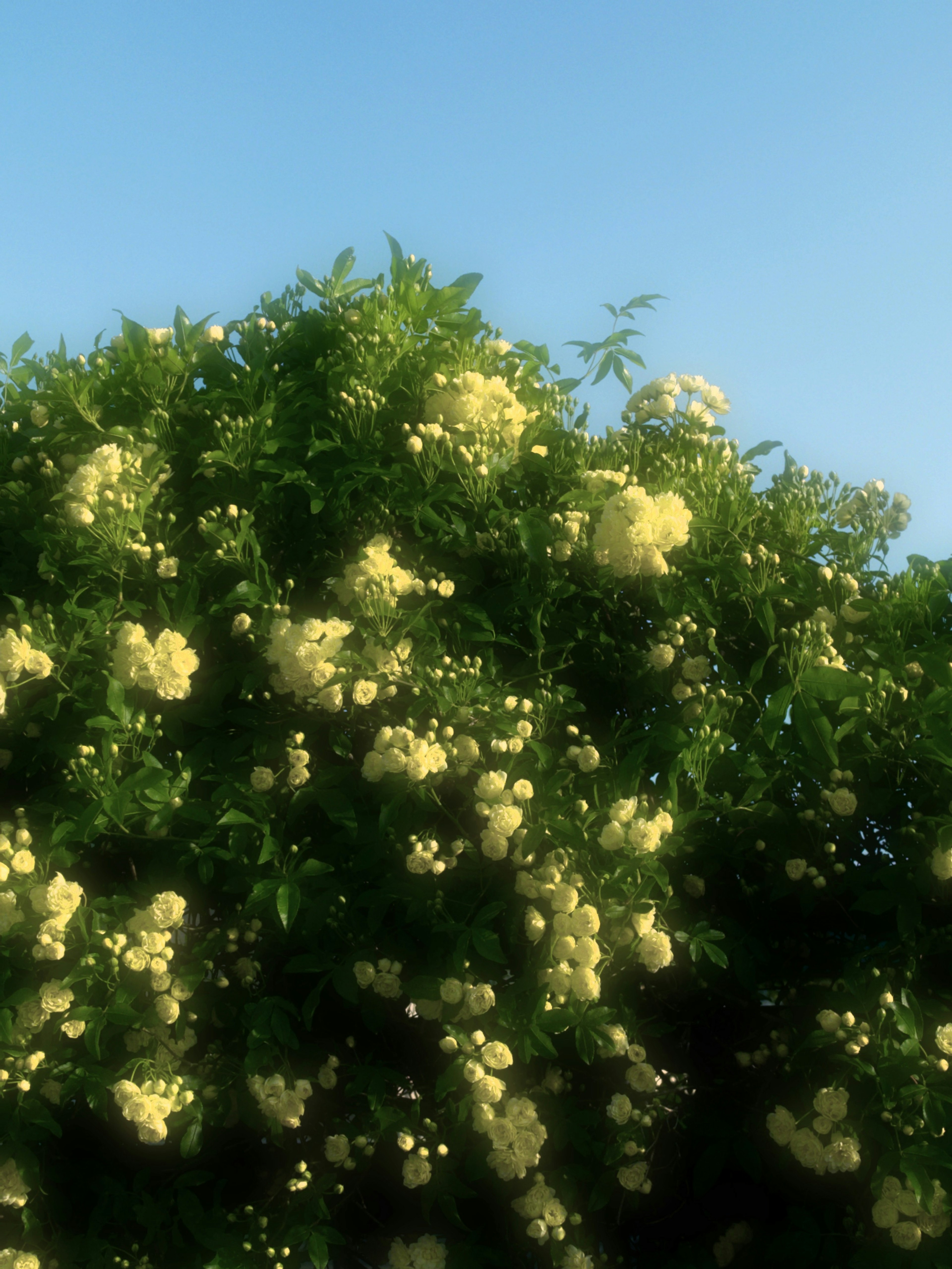 Árbol con flores amarillas contra un cielo azul