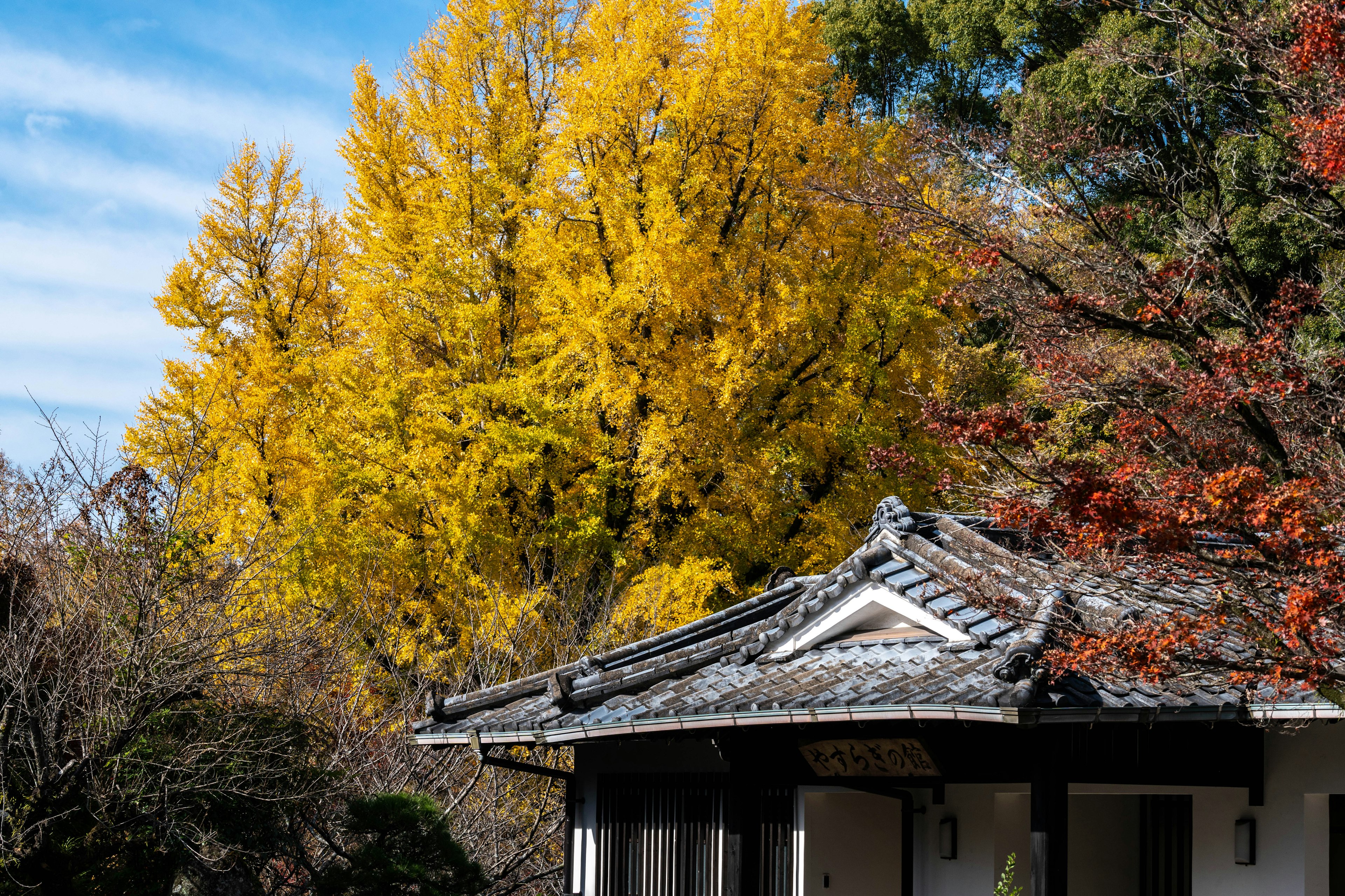 傳統日本房屋與秋季鮮豔的黃色樹木