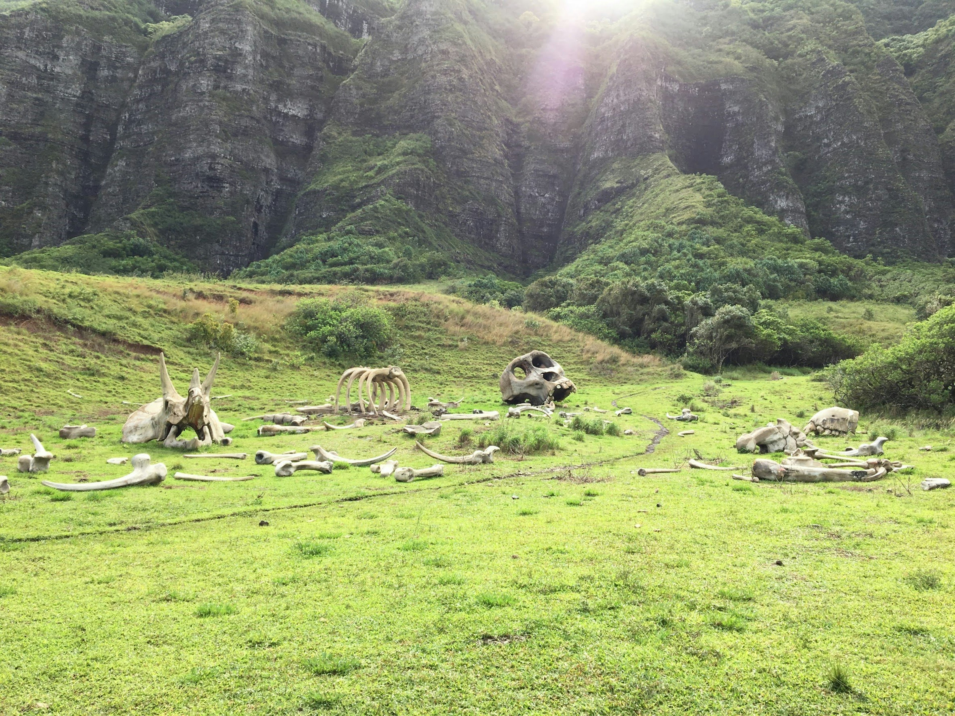 A grassy area with skeletal remains and a mountainous backdrop