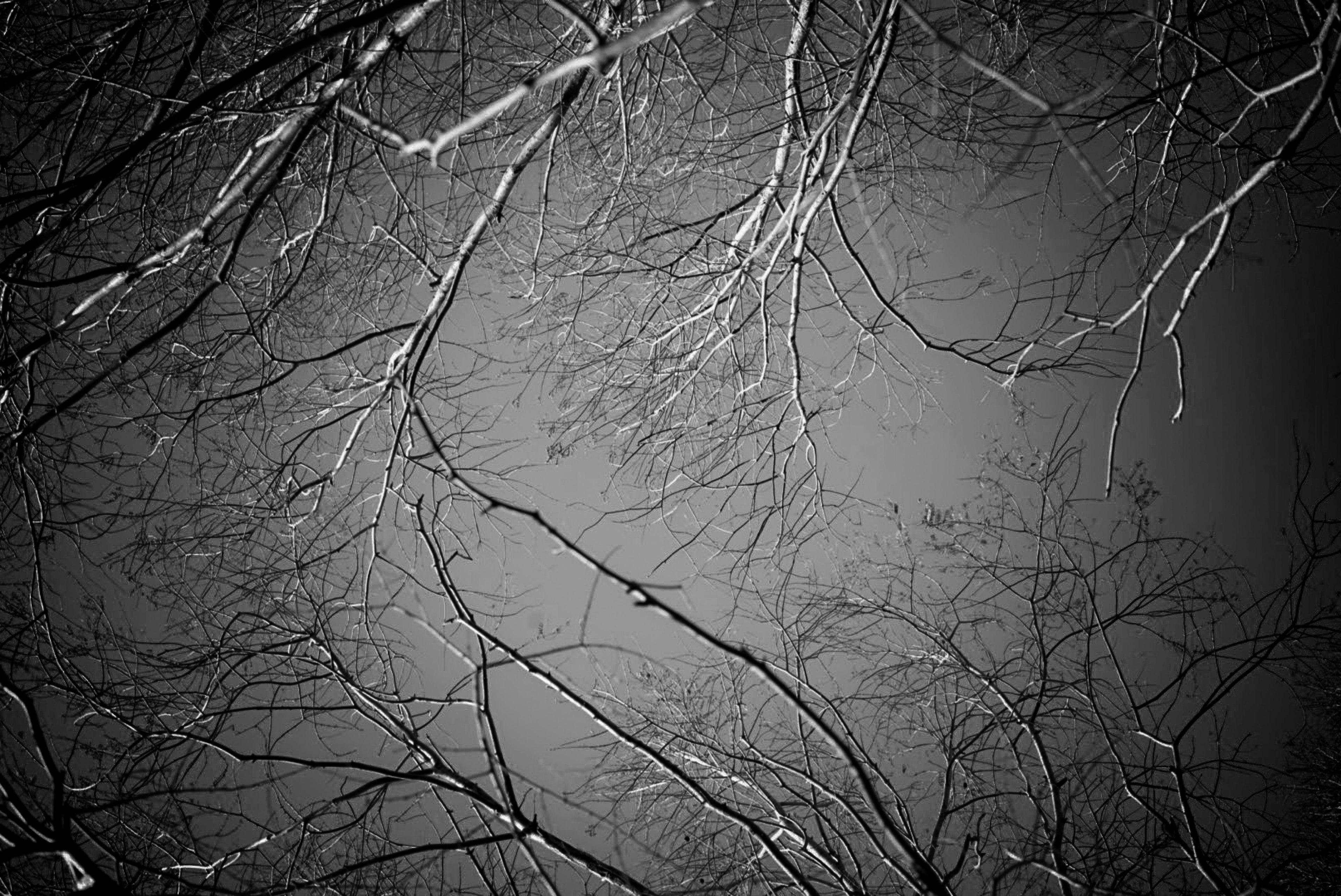 Silhouettes de branches entrelacées sur un fond sombre