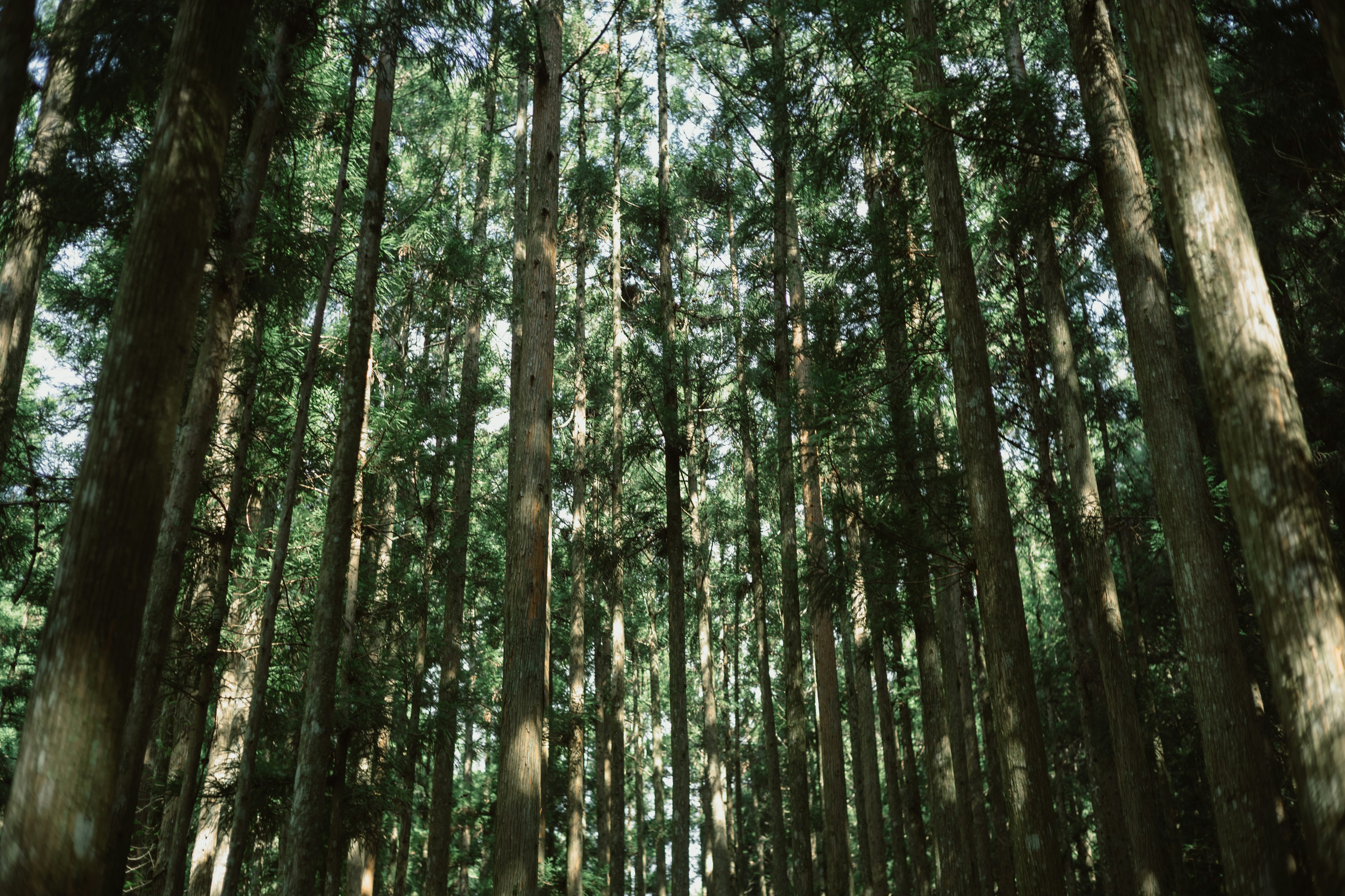 高い木々が立ち並ぶ森の上を見上げた風景