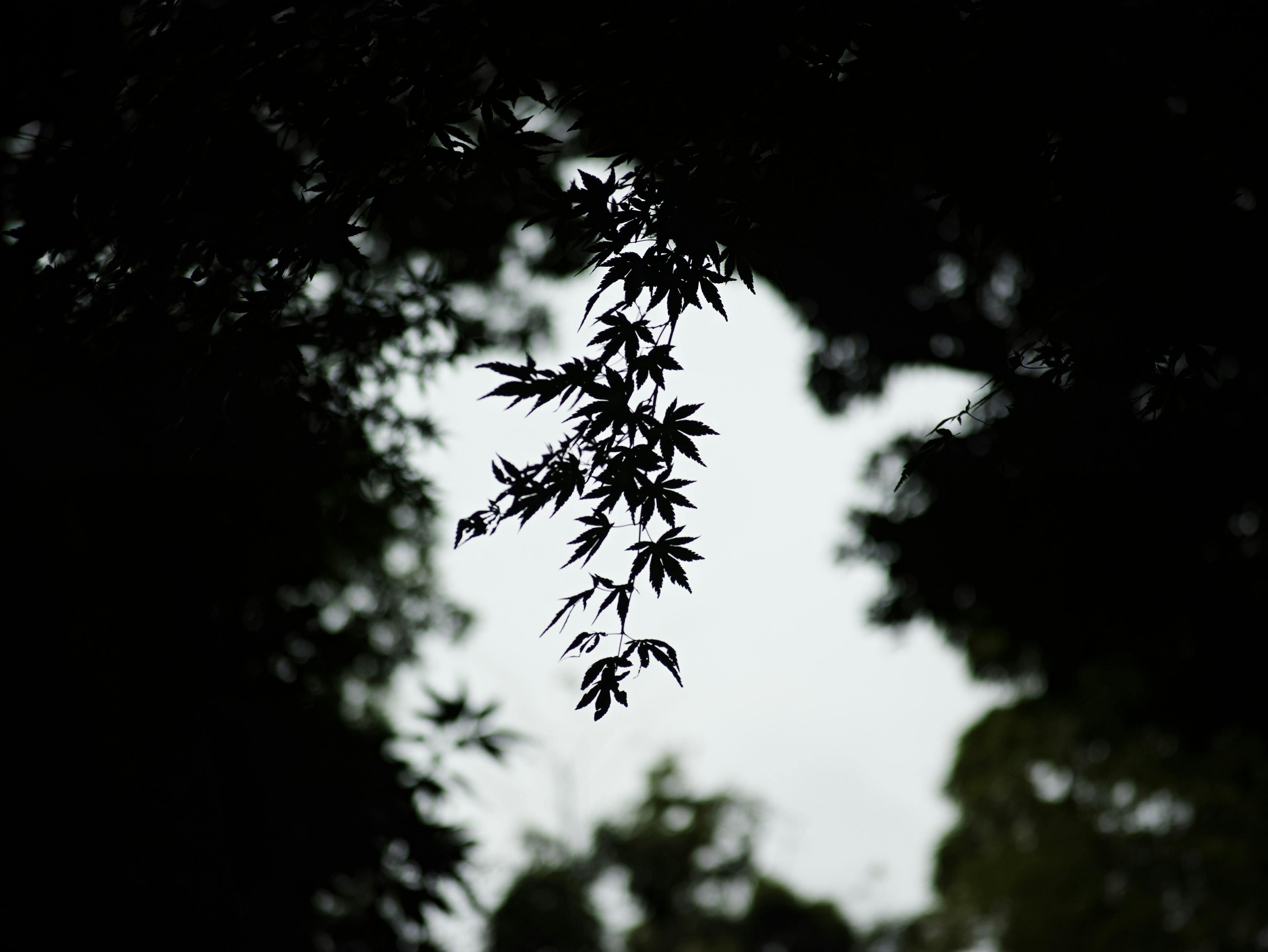 Silhouette of bamboo leaves against a dark background