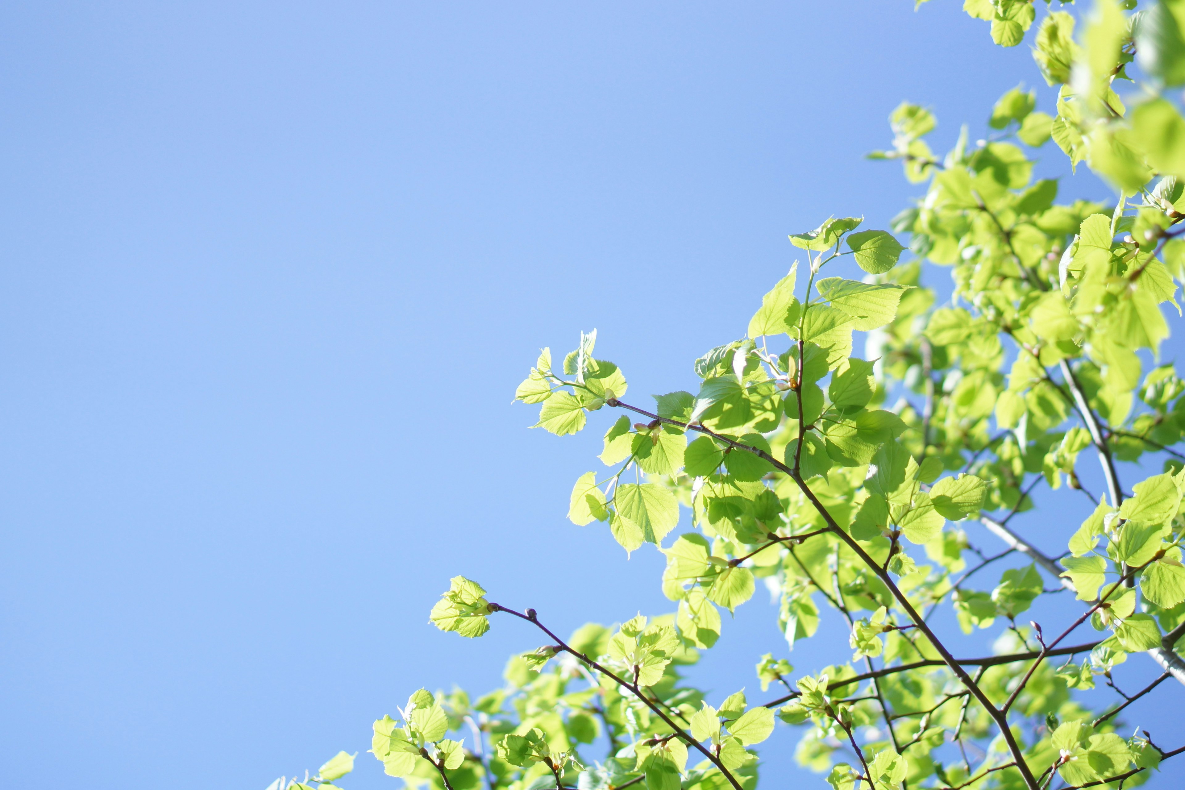 Close-up of green leaves against a blue sky