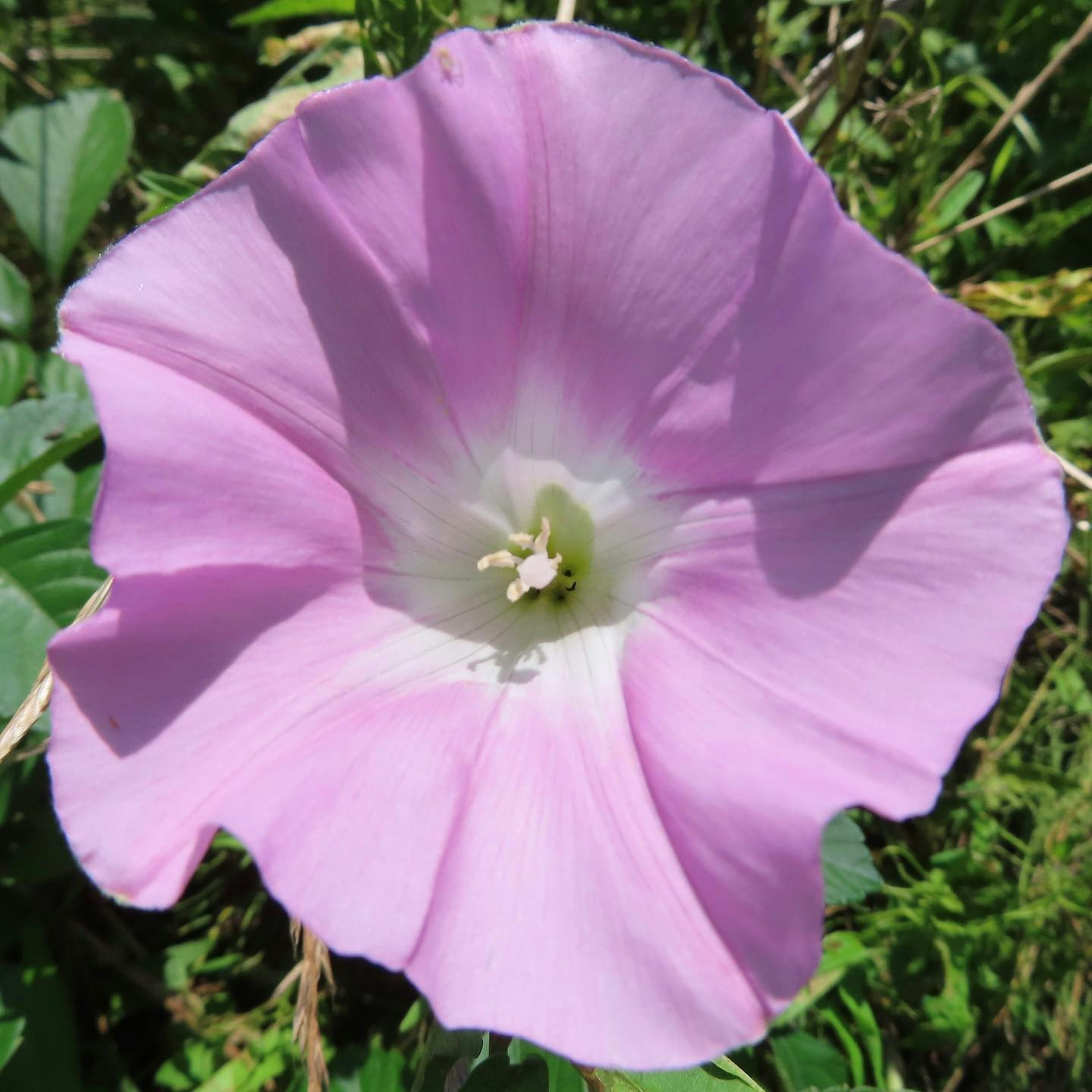 Pink flower surrounded by green leaves