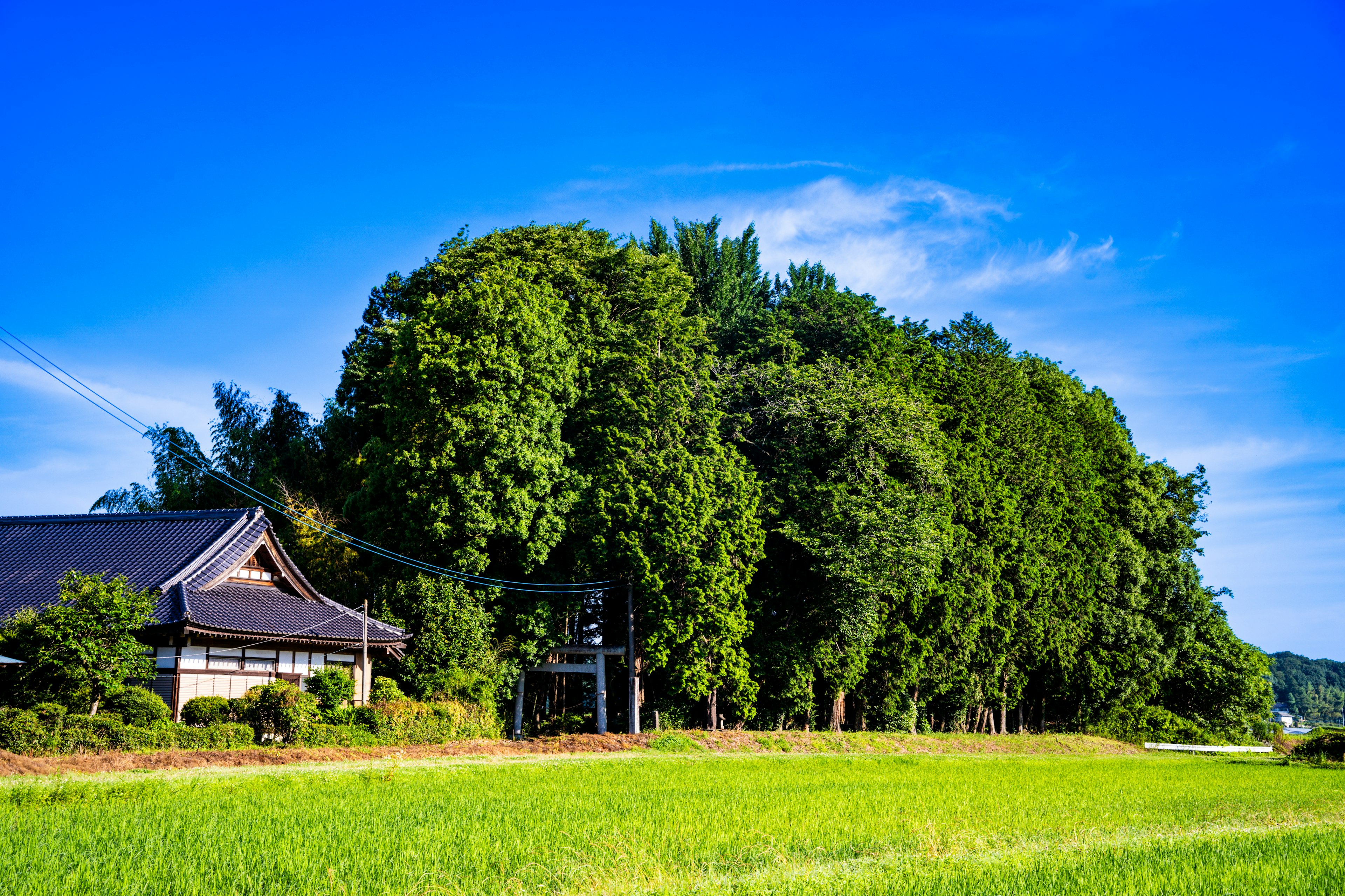 青空の下に広がる田園風景と古い家屋 緑豊かな木々に囲まれた風景