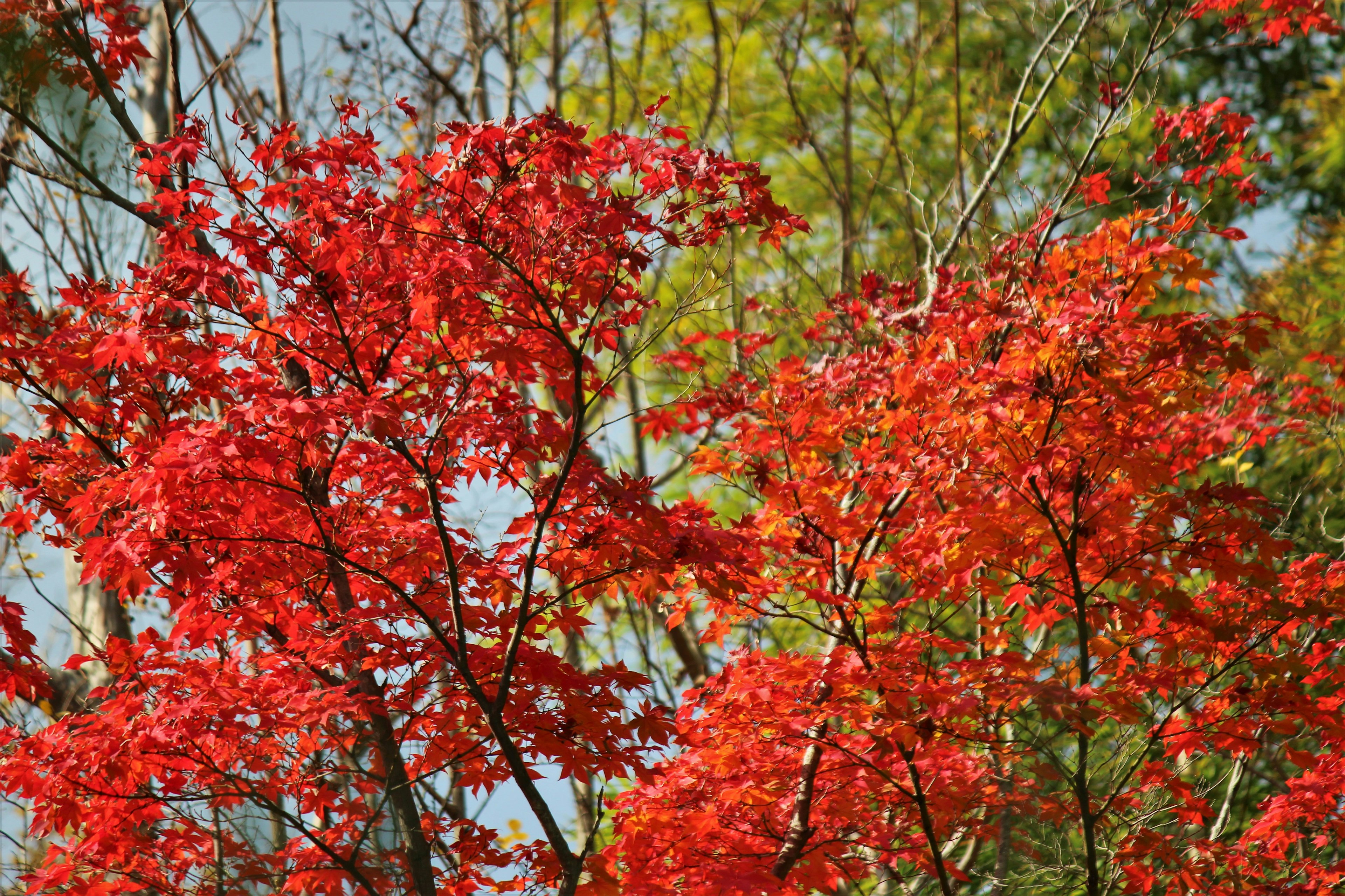 Vibrant red leaves on trees with a green background