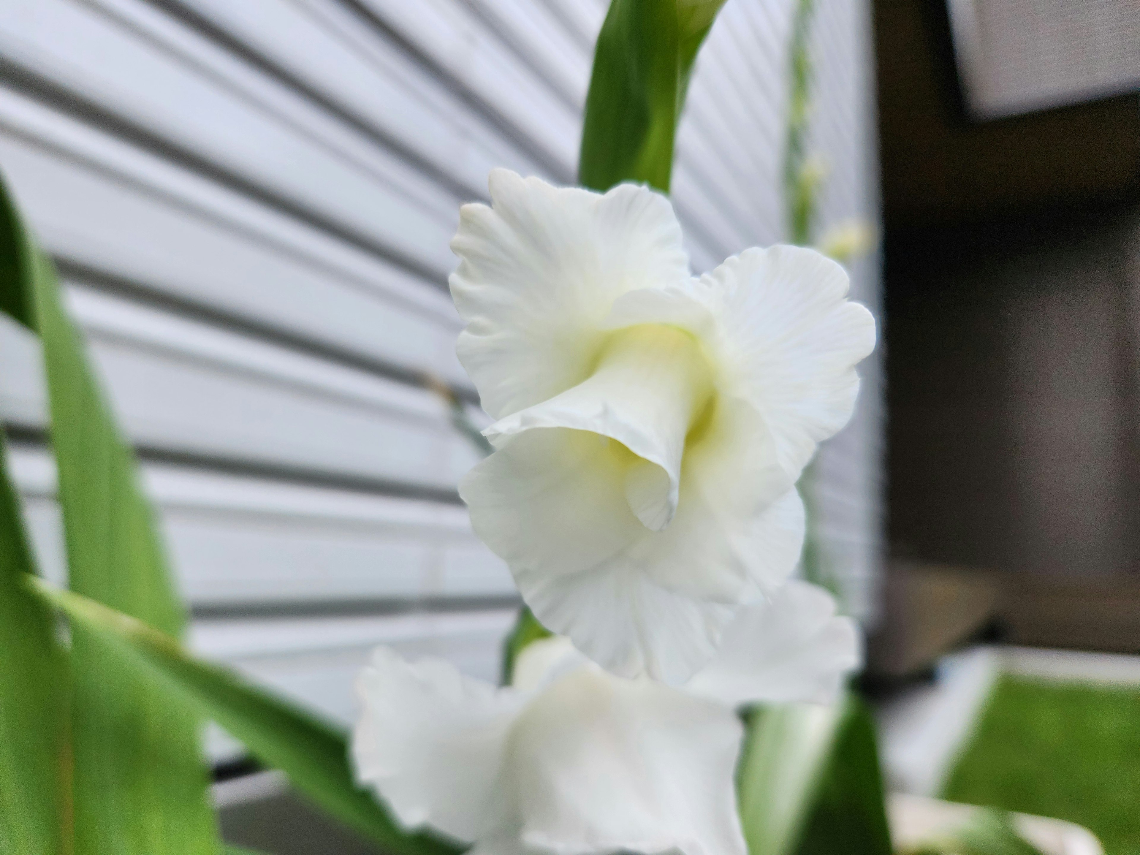 Eine blühende weiße Gladiolenblume mit grünen Blättern und einer metallischen Wand im Hintergrund