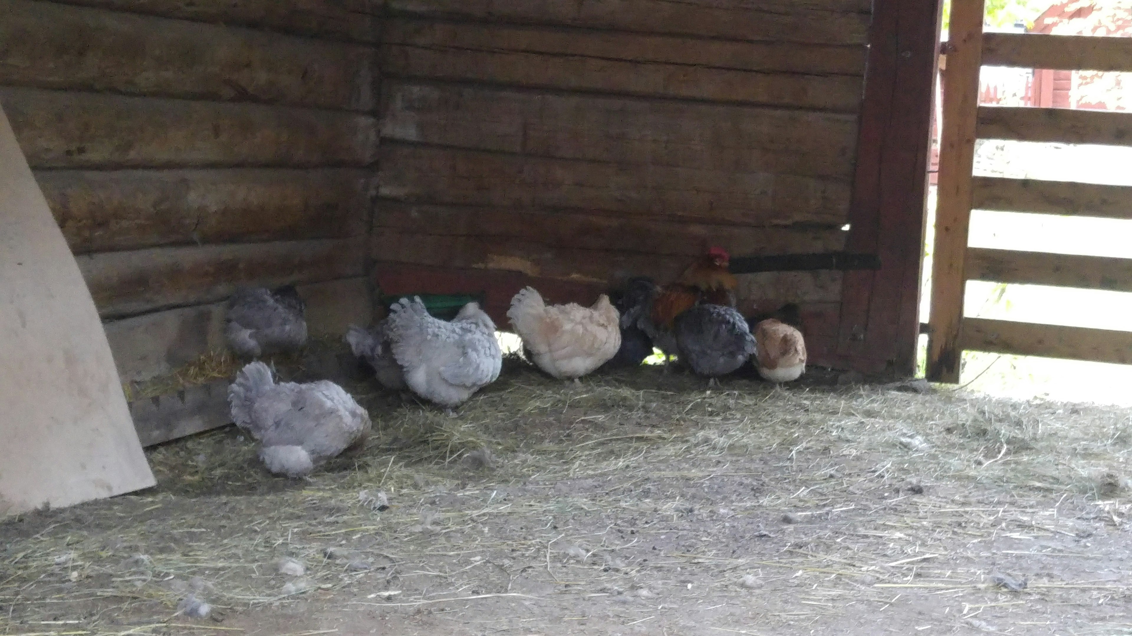 Various colored chickens resting inside a barn