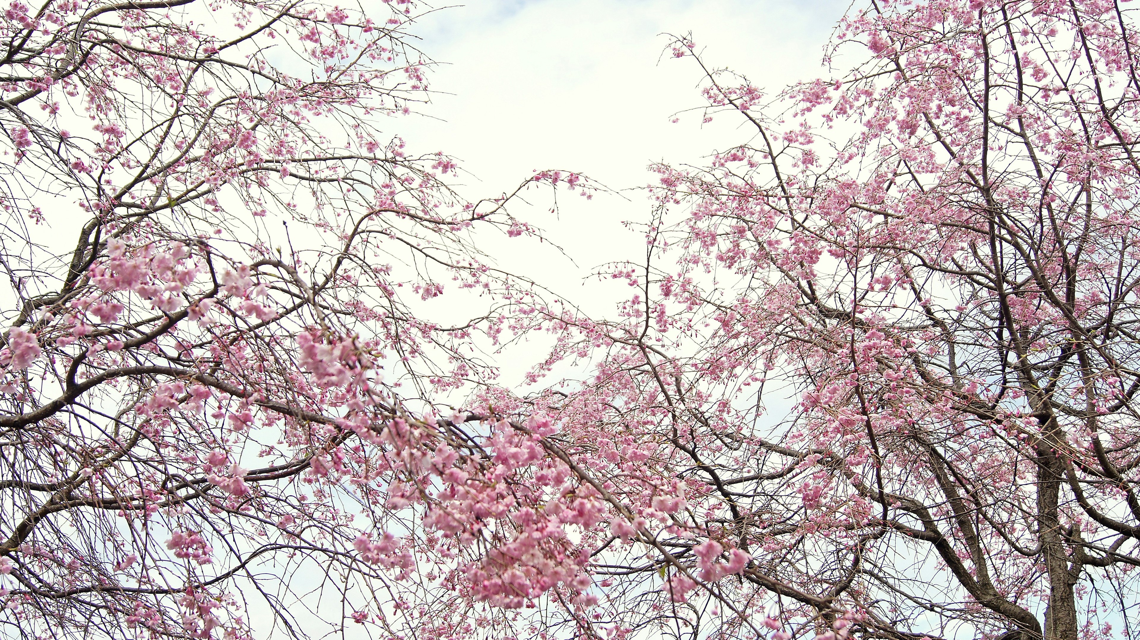 Pohon sakura dengan bunga merah muda di bawah langit cerah