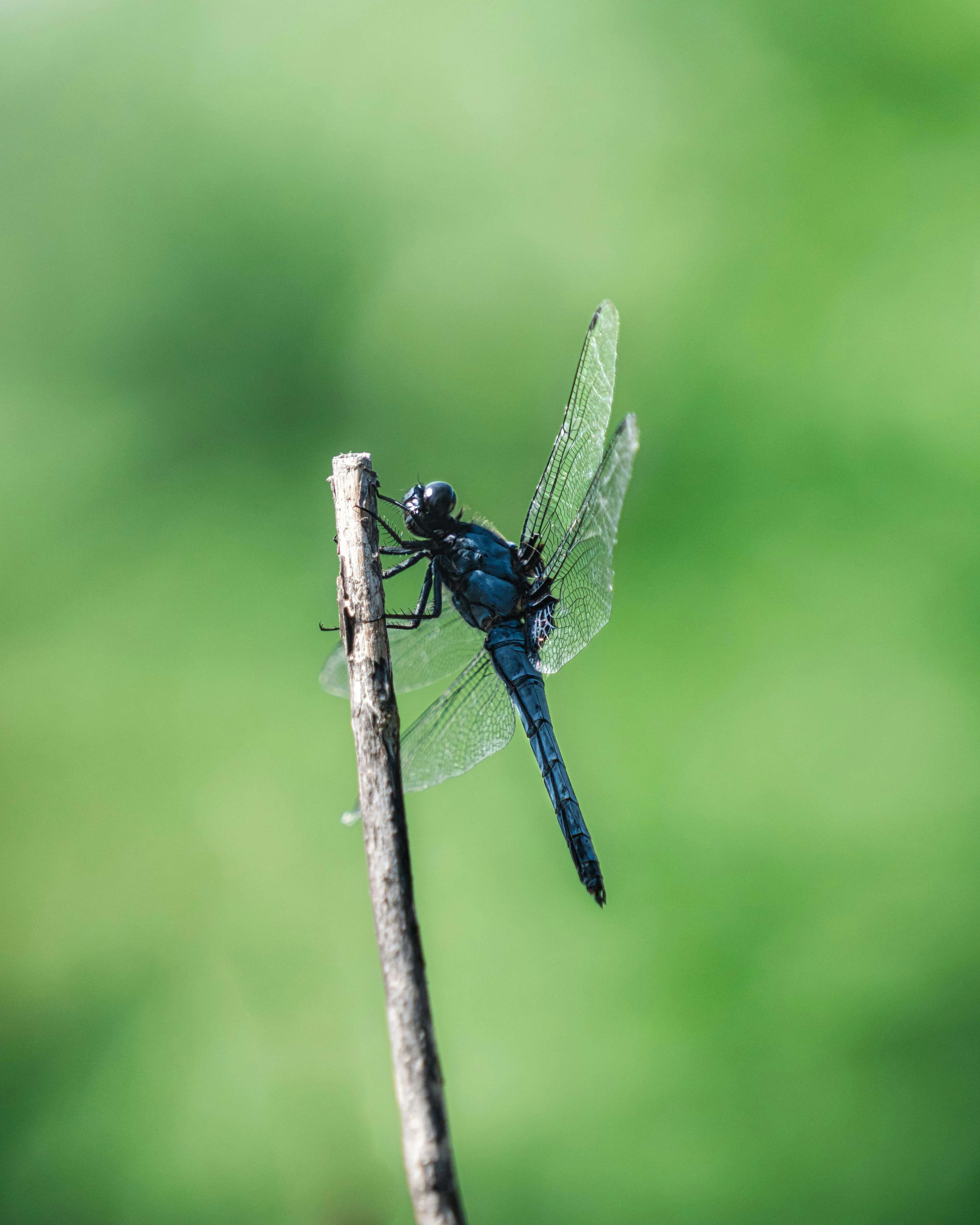 Eine blaue Libelle sitzt auf einem Zweig vor einem verschwommenen grünen Hintergrund