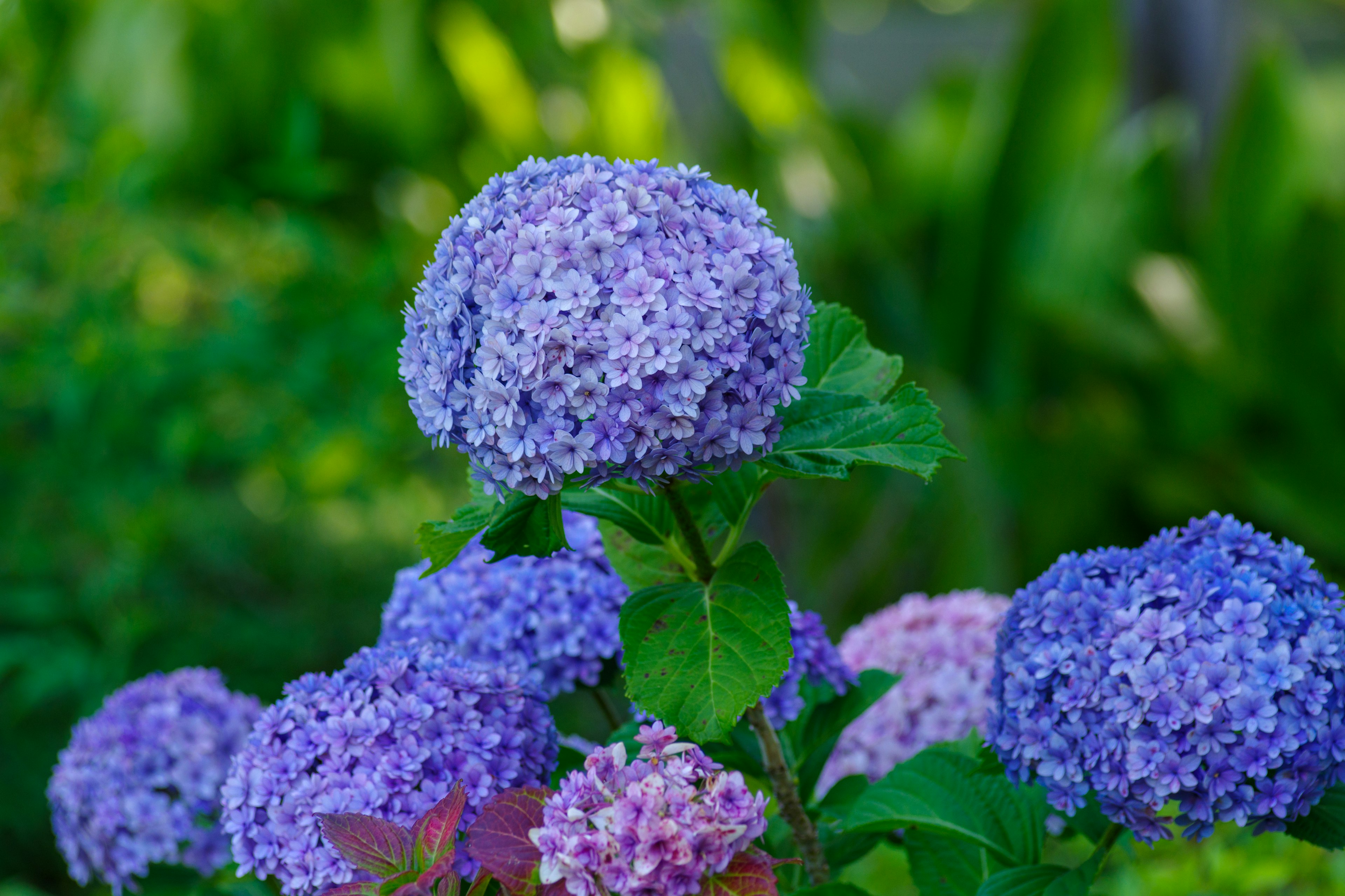 Flores de hortensia en tonos azules y morados en un jardín