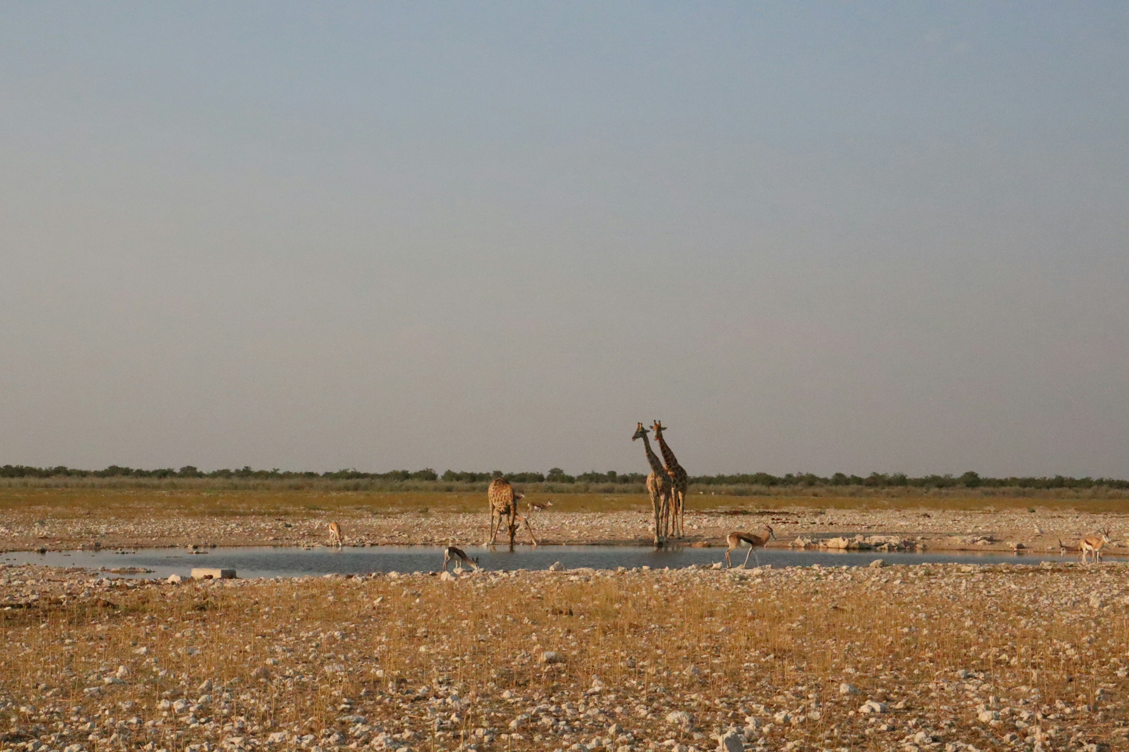 Giraffes standing in a dry savanna near a waterhole