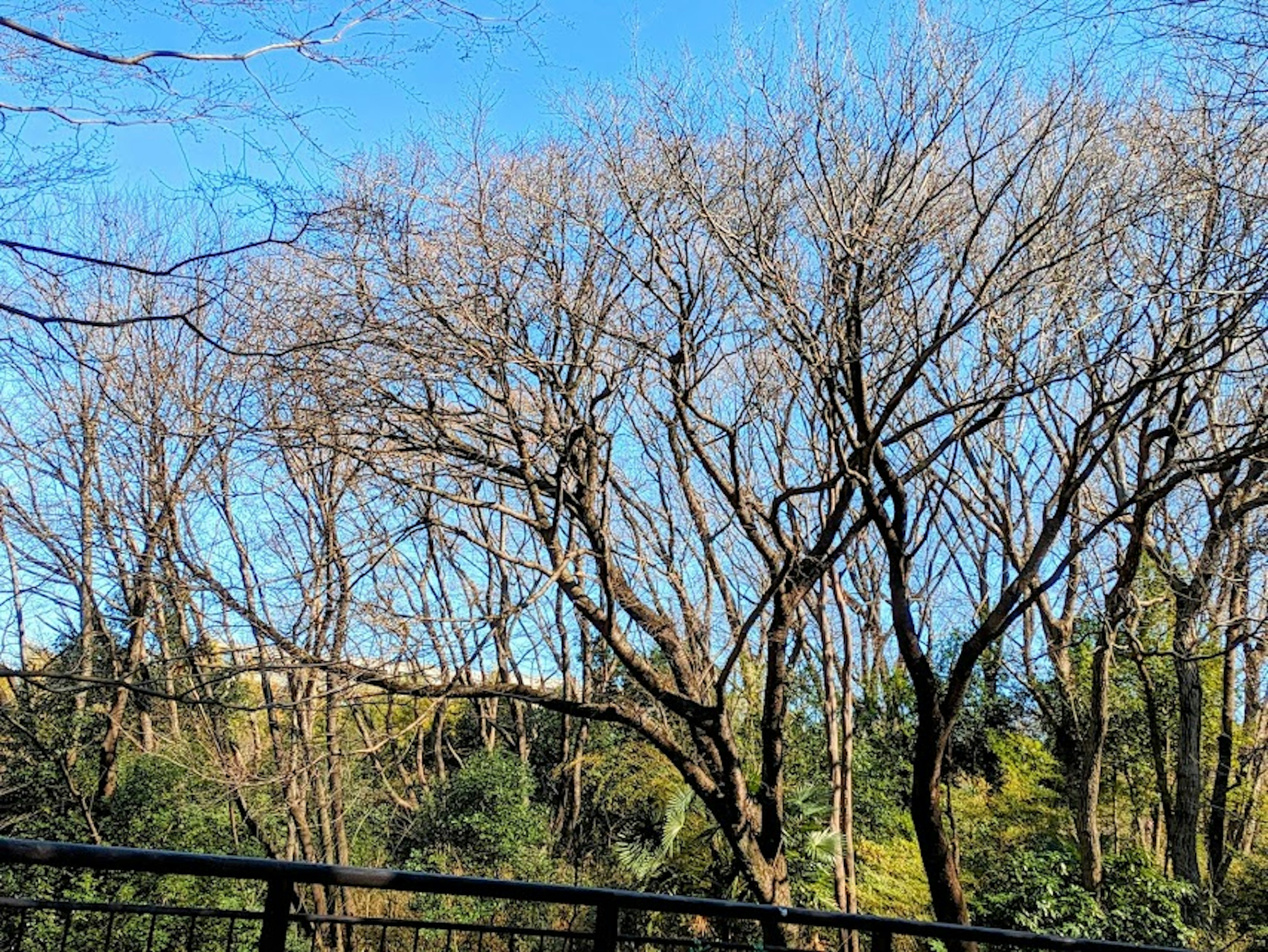 A view of bare trees under a blue sky