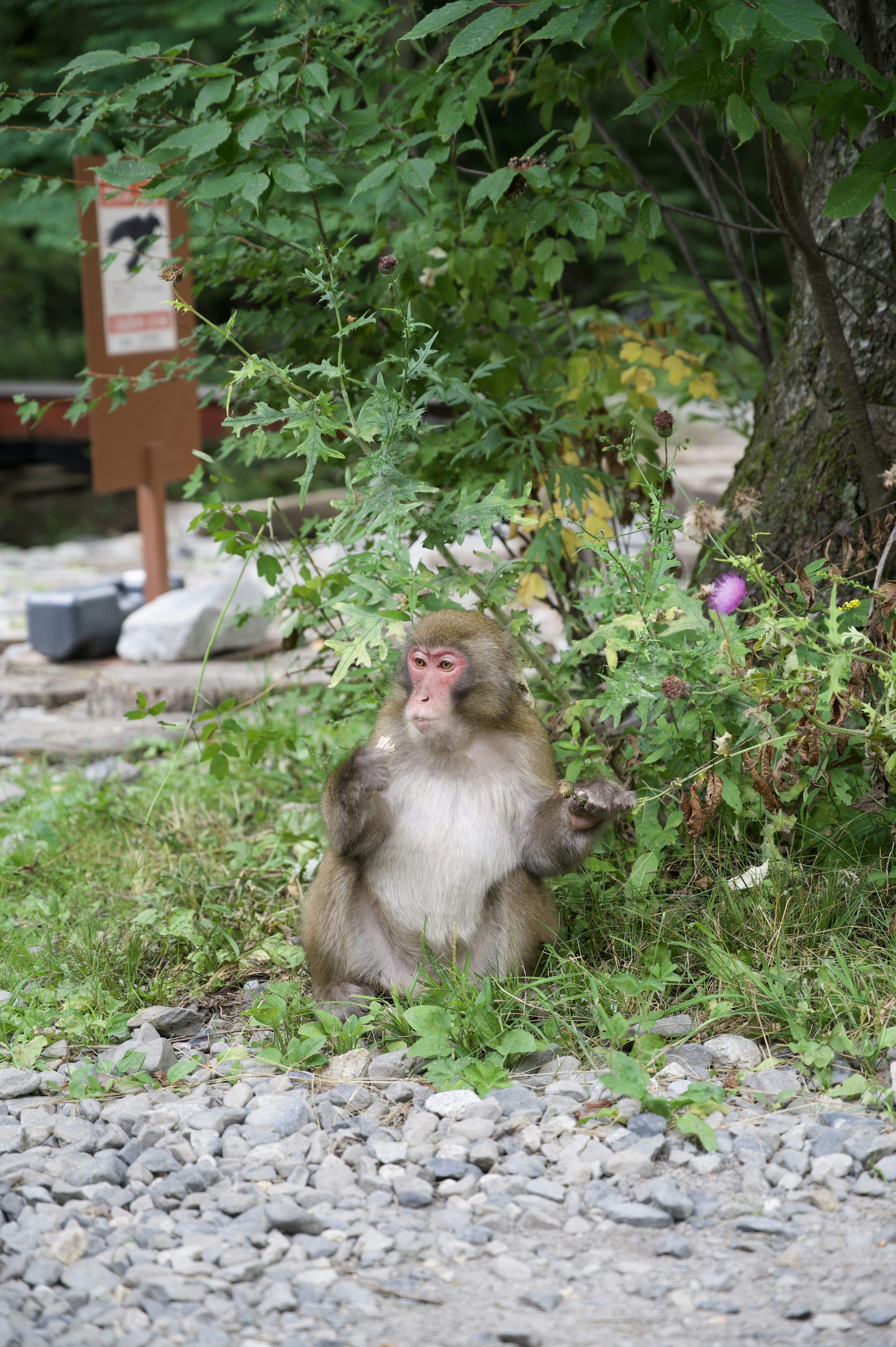 緑の中で座っている猿の写真