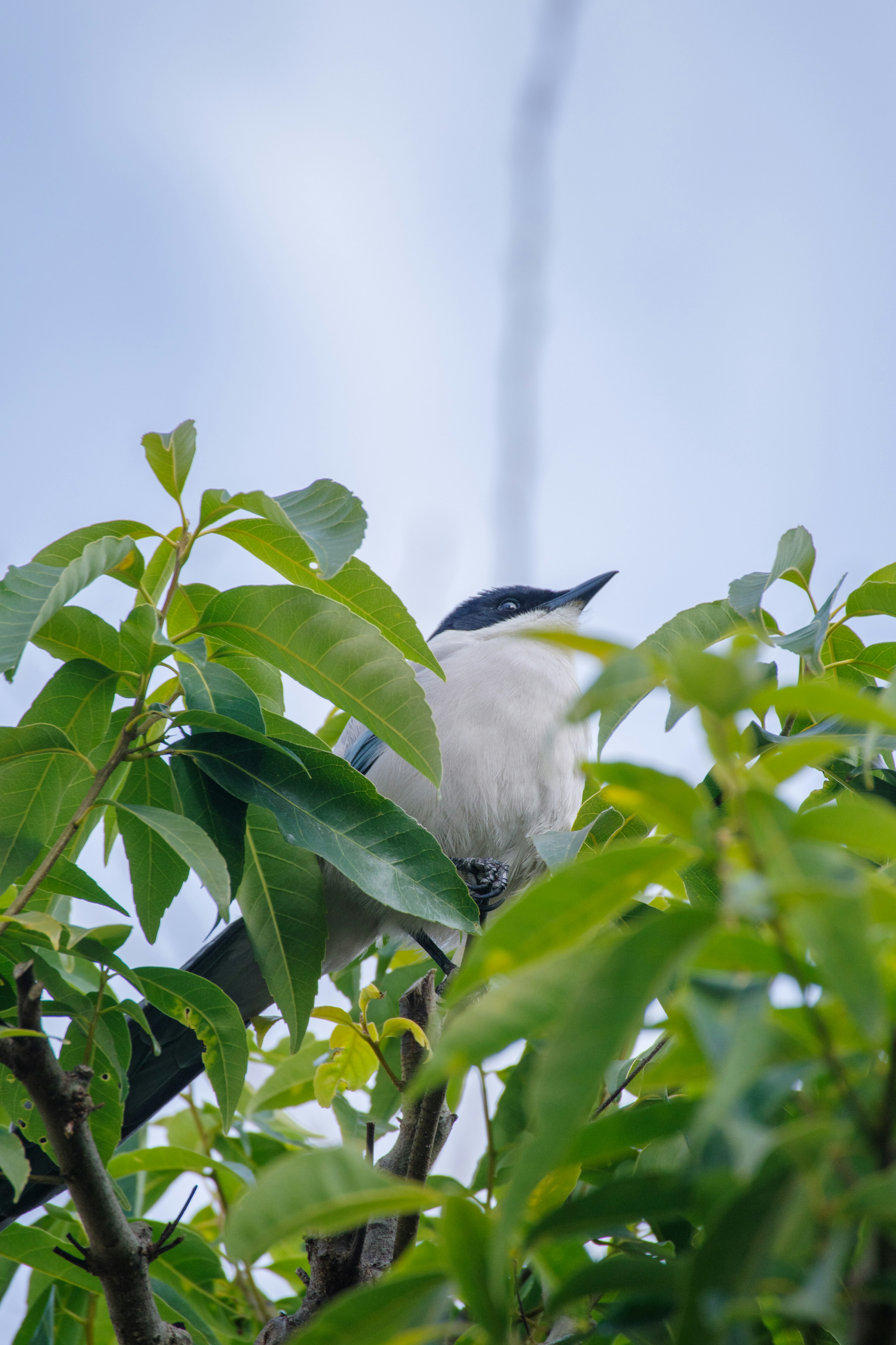 Bird perched among green leaves against a blue sky